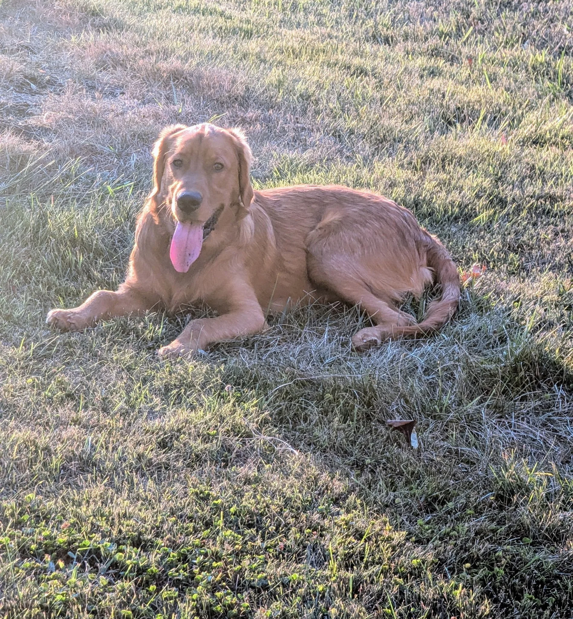 A golden retriever dog lying on grass with its tongue out and looking at the camera.
