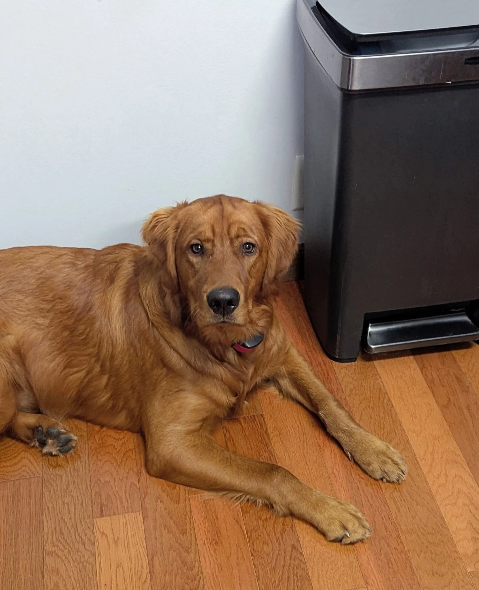 Golden retriever lying on hardwood floor next to a black trash can.