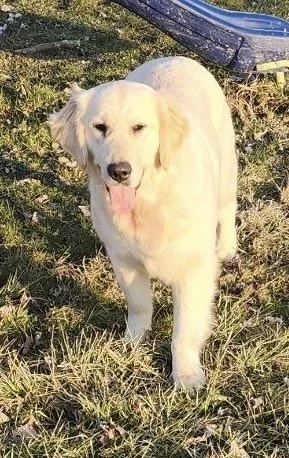 Golden retriever dog walking on grass outdoors