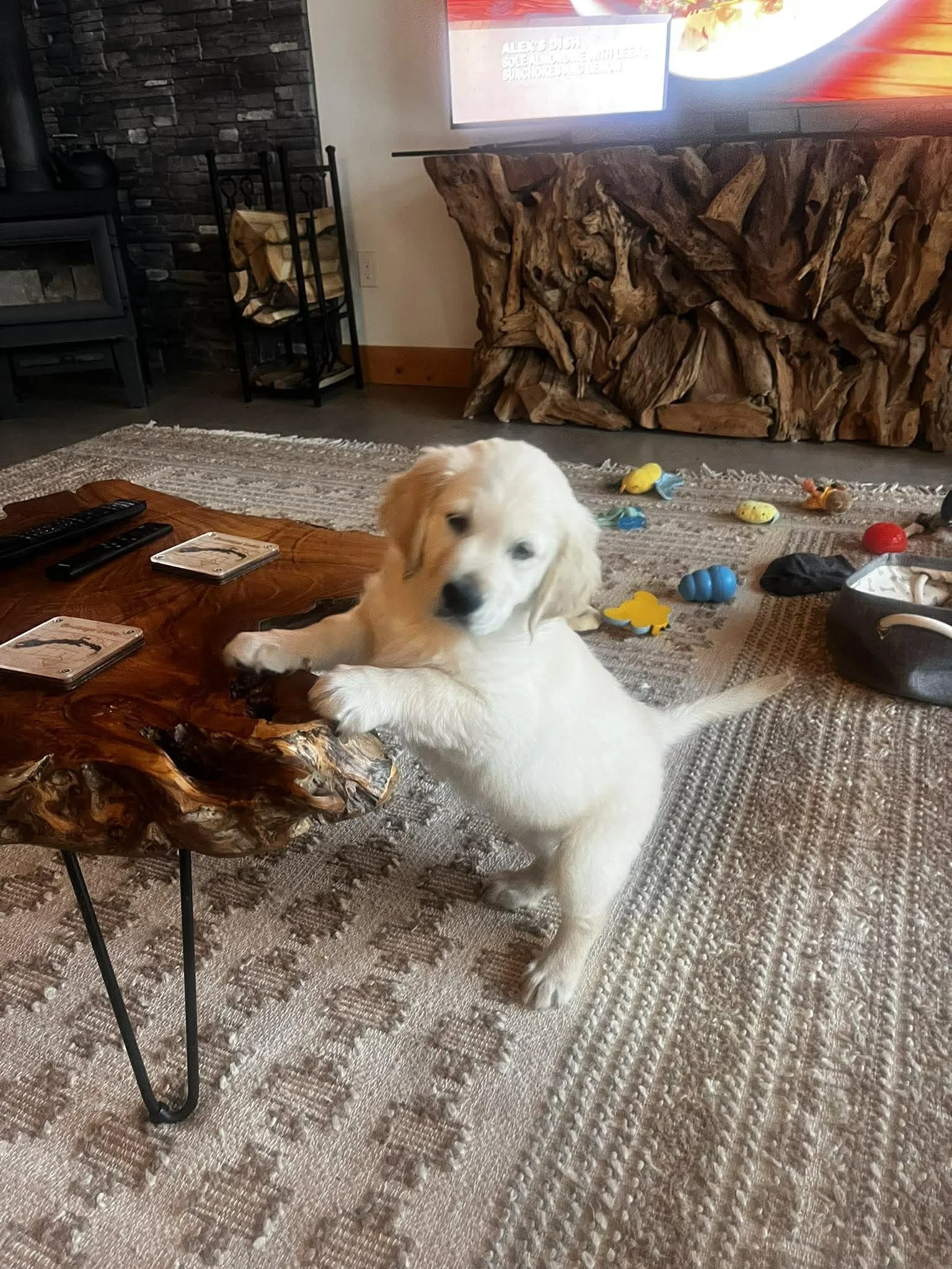 A golden retriever puppy standing on a beige patterned carpet, with front paws on a wooden coffee table, in a cozy living room with a stone fireplace, rustic wood furniture, and various dog toys scattered on the floor.