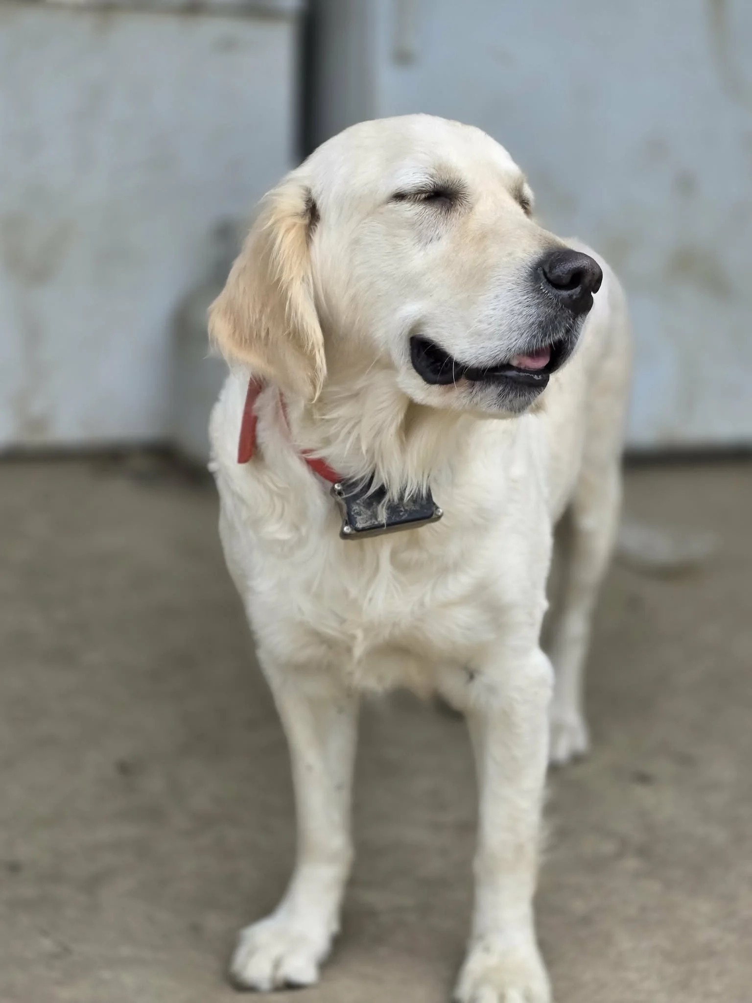 A cream-colored dog with closed eyes and a red collar, standing on a concrete floor in front of a light gray wall.