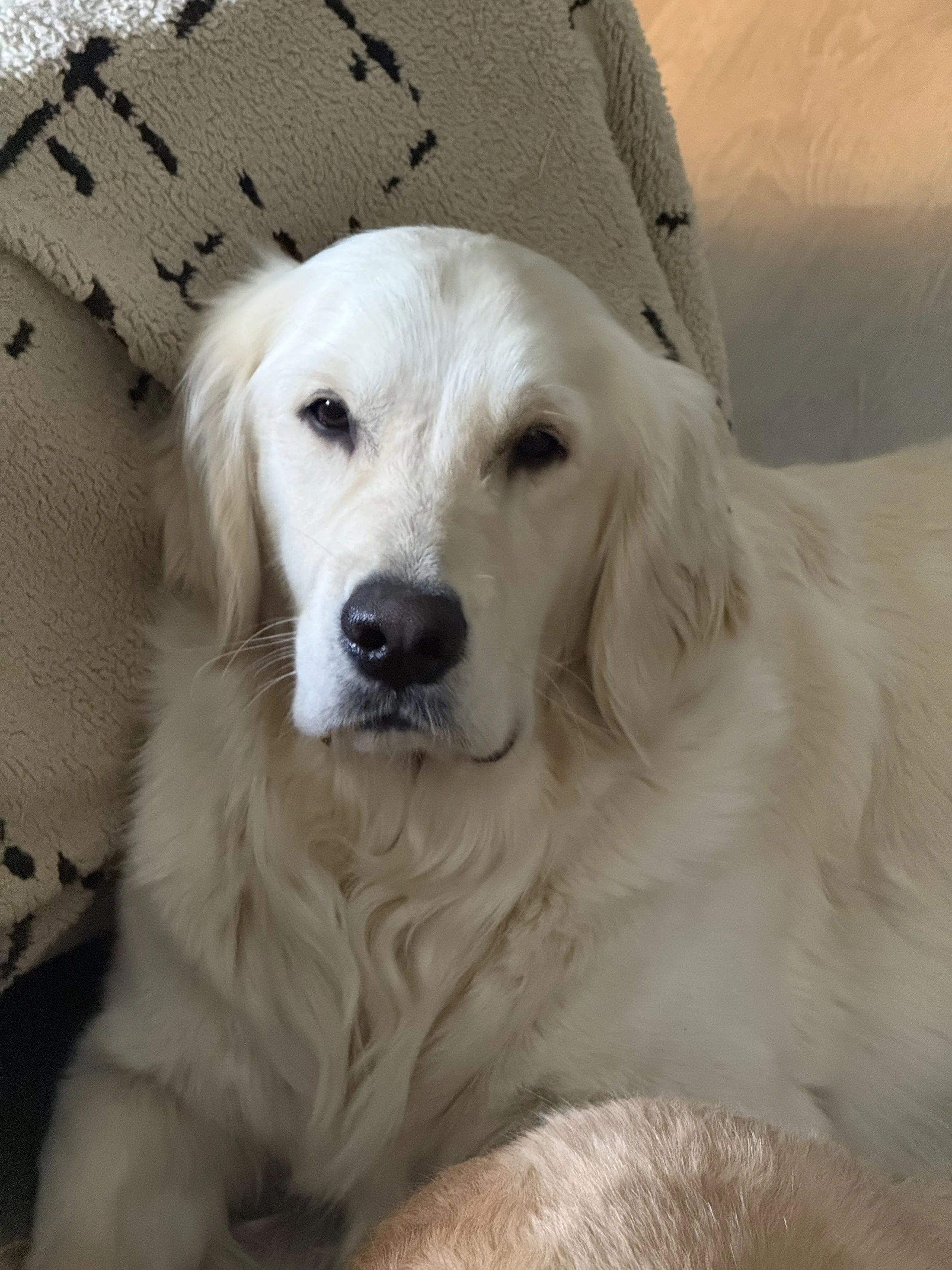 A close-up of a cream-colored Golden Retriever dog lying down on a patterned beige and black pet bed.