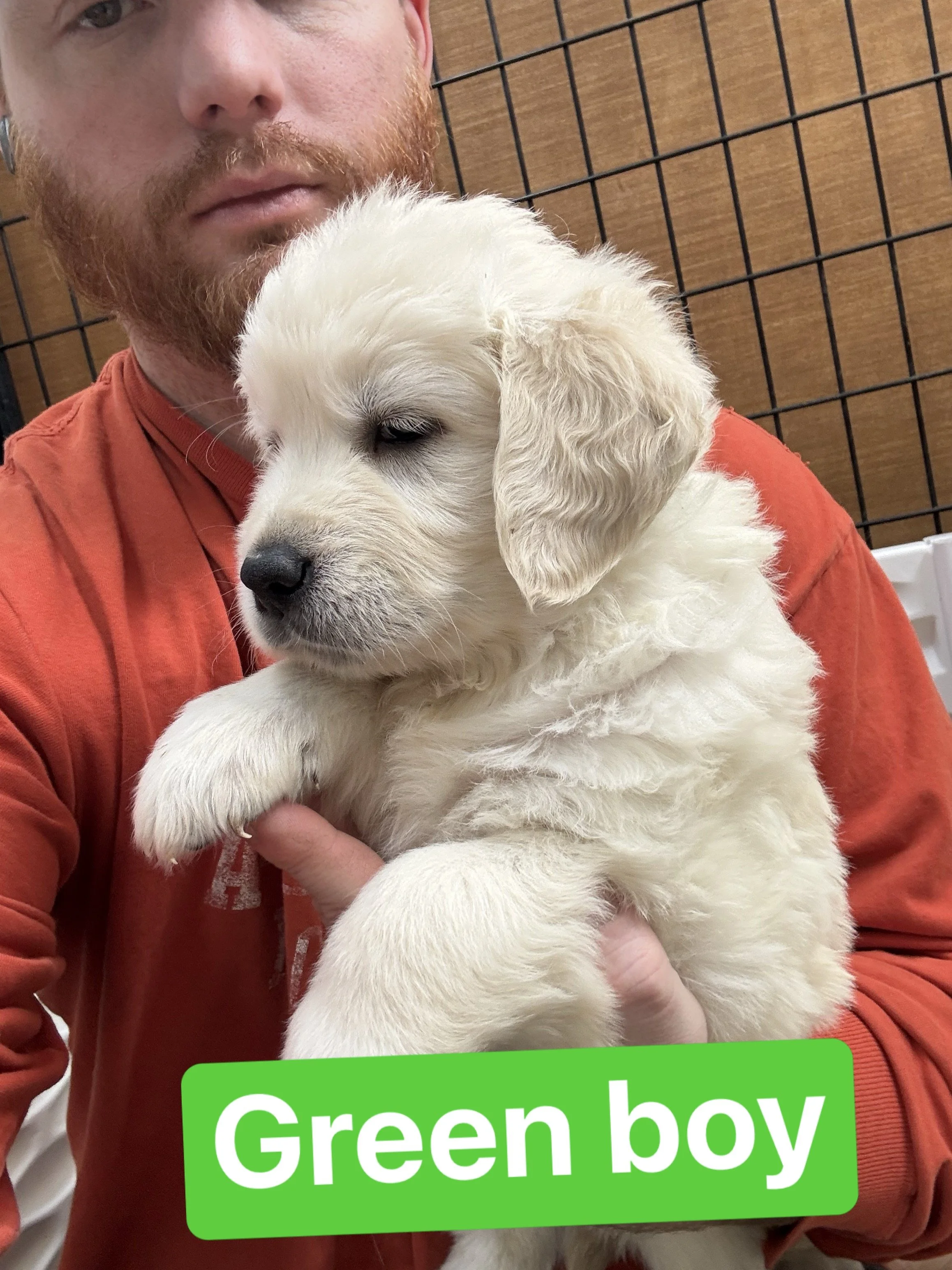 A man holding a white puppy with a black nose in front of a wire fence with a wooden wall. The puppy is labeled as "Green boy".