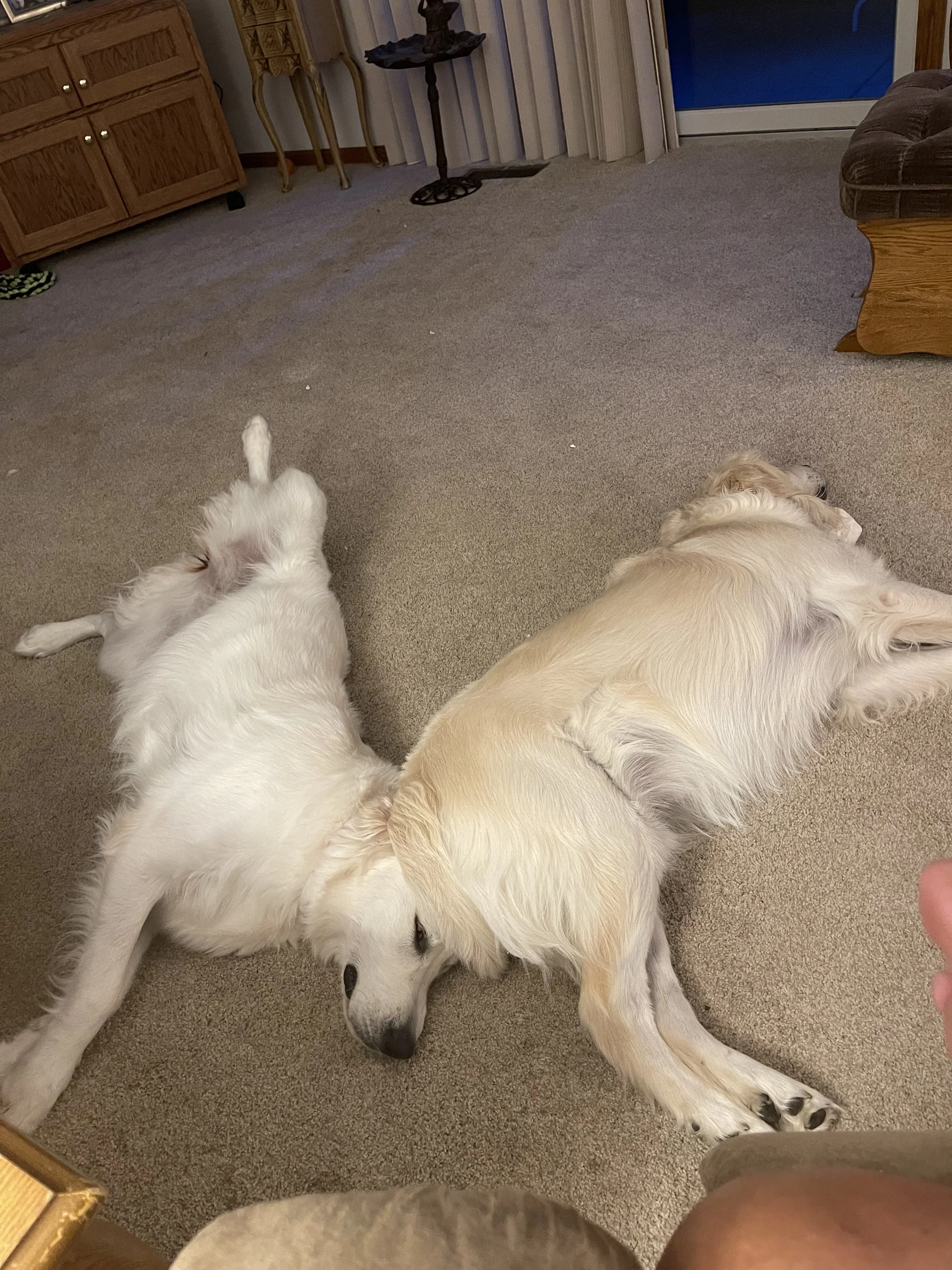 Two dogs lying on a carpeted floor in a living room. Two light golden retriever. They are resting with their heads on the floor.