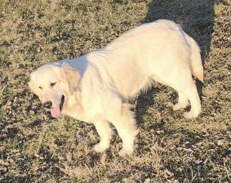 A light-colored retriever puppy standing on grass with a shadow behind it.
