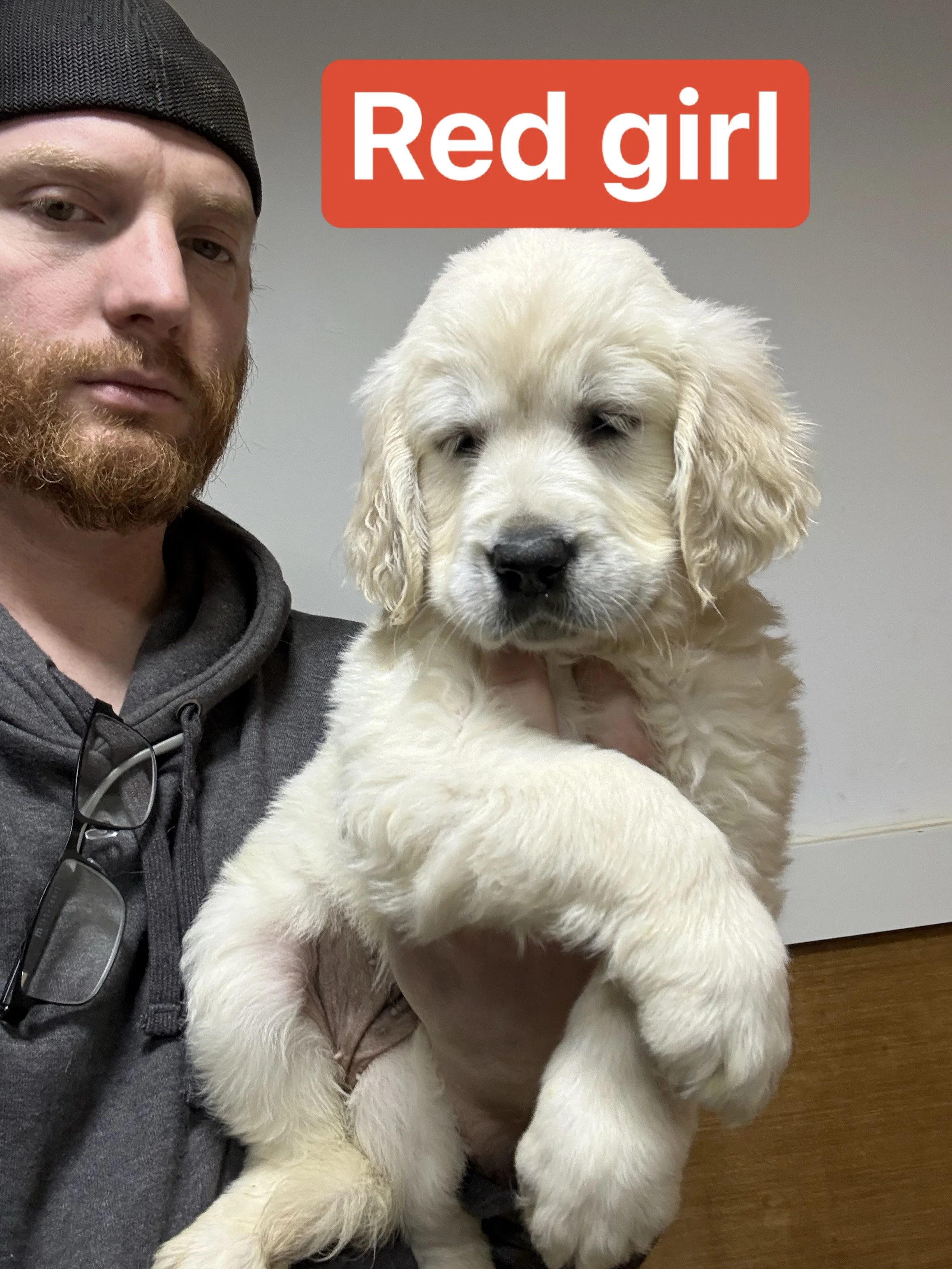 A man holding a cream-colored puppy with a caption that says "Red girl". The man has a beard and is in a wooden-fenced area.