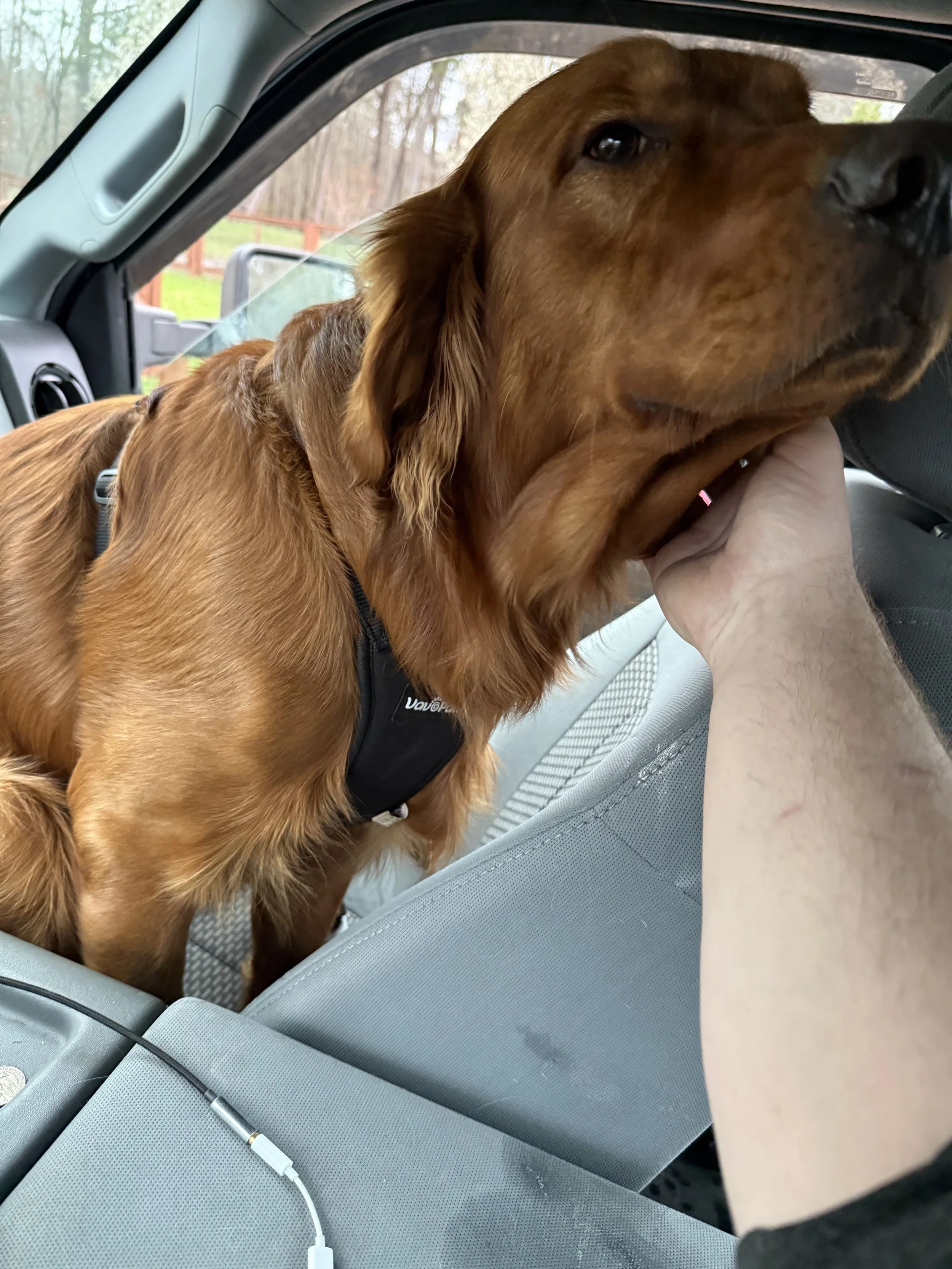 A person petting a large brown dog in a car, with the dog wearing a harness.