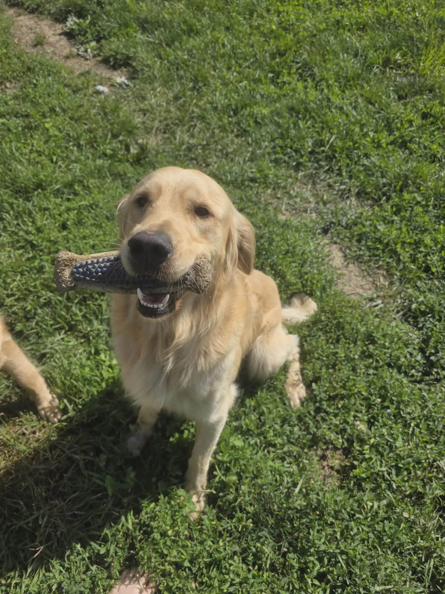 A golden retriever puppy lying on grass with a stick in its mouth, looking at the camera.