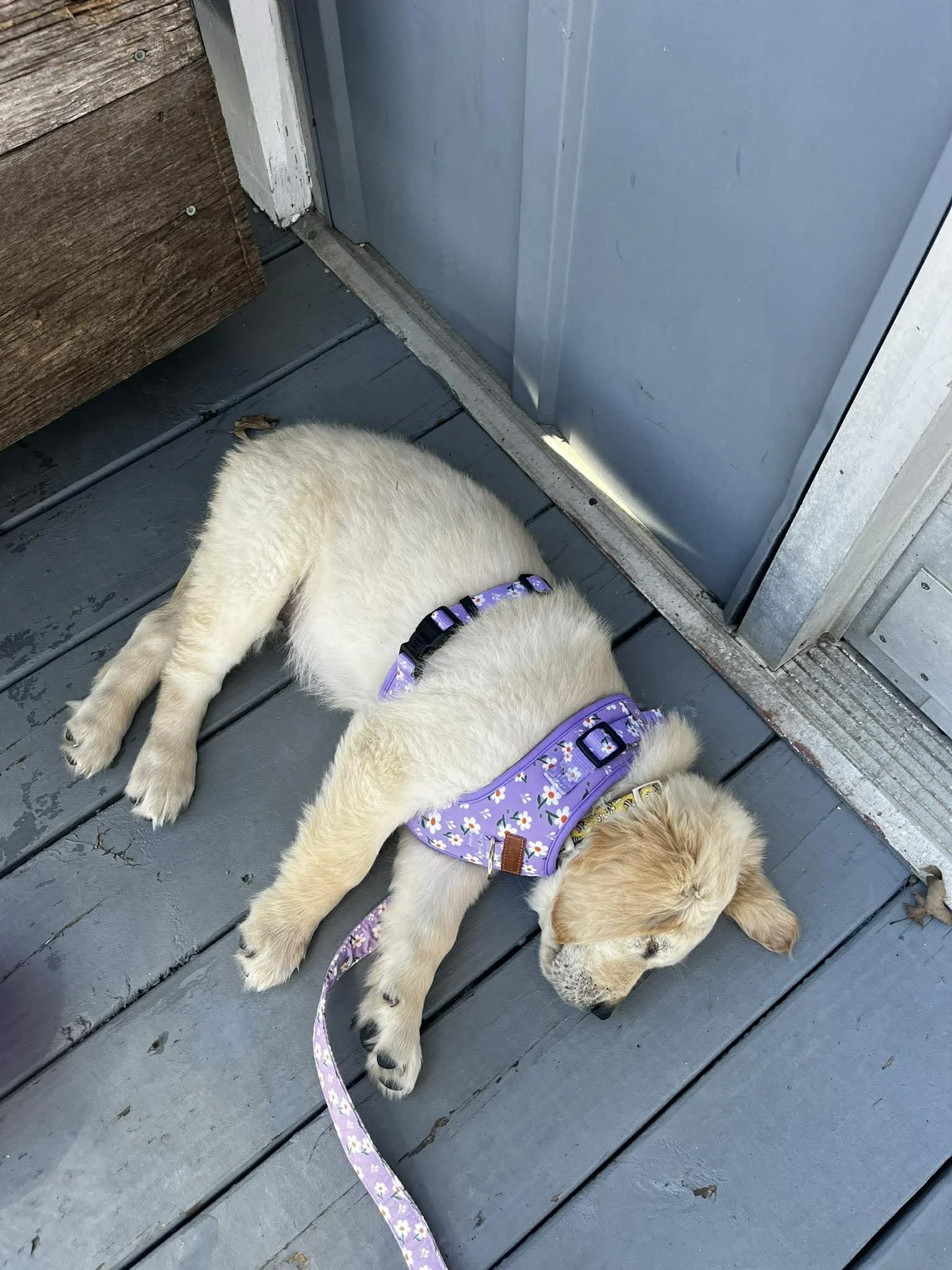 A sleeping yellow Labrador puppy with a purple floral harness and leash lying on a gray wooden deck near a door.