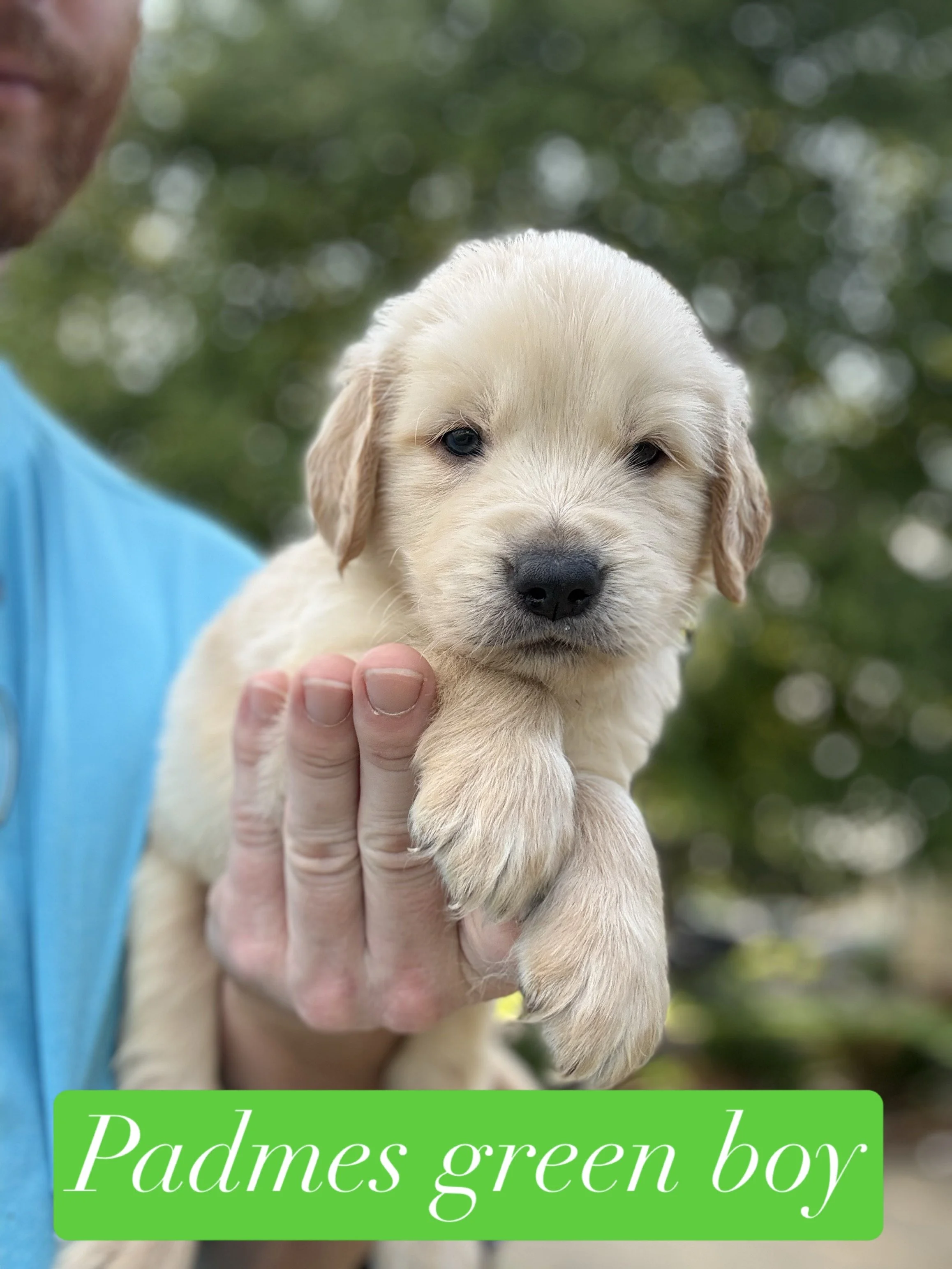 Person holding a golden retriever puppy with a green collar inside a wire pen.