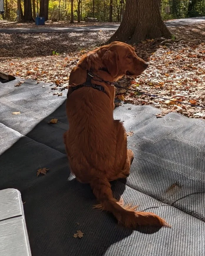 A brown puppy lying on a cushioned wicker chair on a wooden deck, with a colorful paisley-patterned pillow behind it and a light gray pillow underneath.