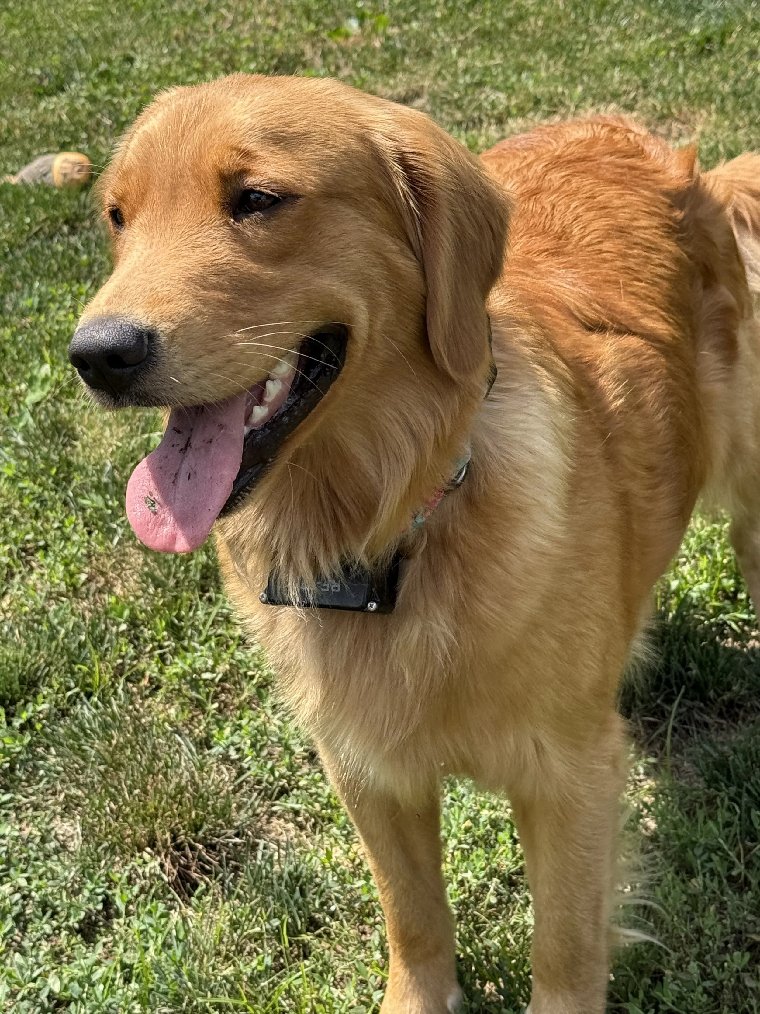 Golden retriever dog standing on grass with its tongue out, close-up view of its face and body.