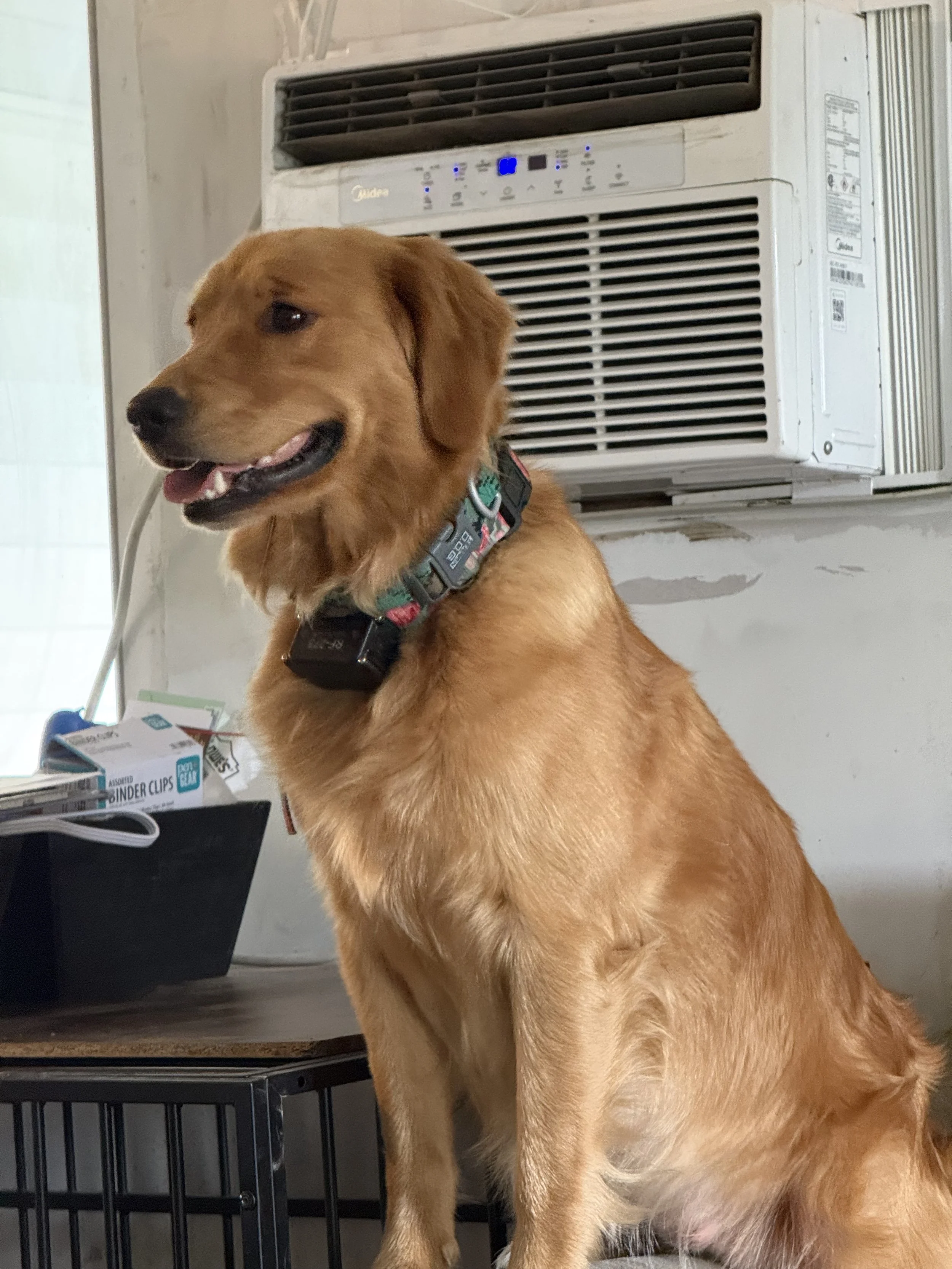 A golden retriever dog sitting indoors, next to a window air conditioning unit and a black plastic bin with papers.