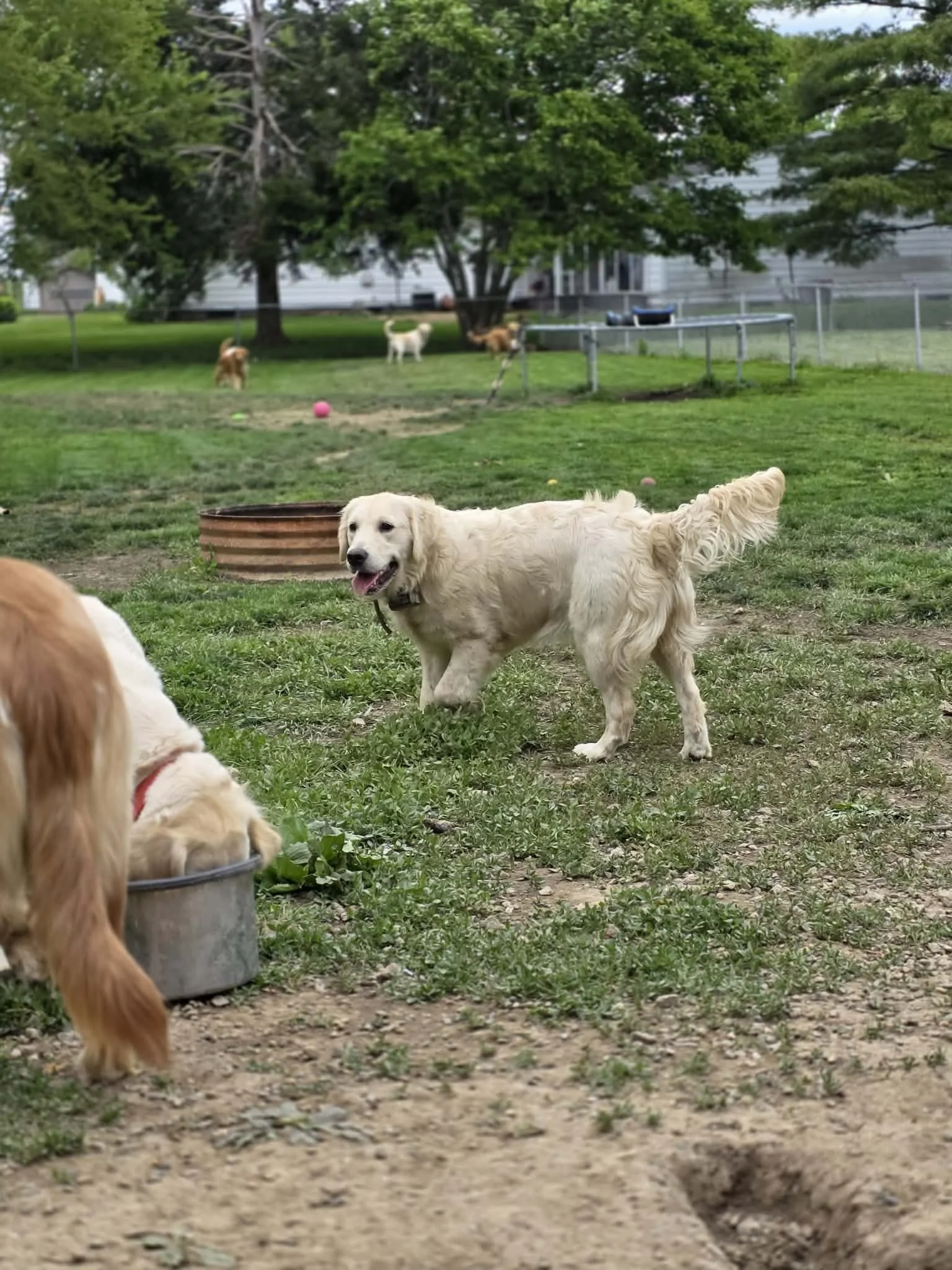 Golden retriever dog smiling and walking outside in a grassy backyard with other dogs and a pink ball.