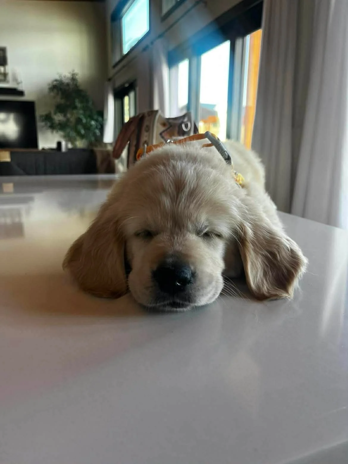 A sleeping puppy with light-colored fur and floppy ears, lying on a light-colored table in a room with large windows, curtains, and a TV in the background.