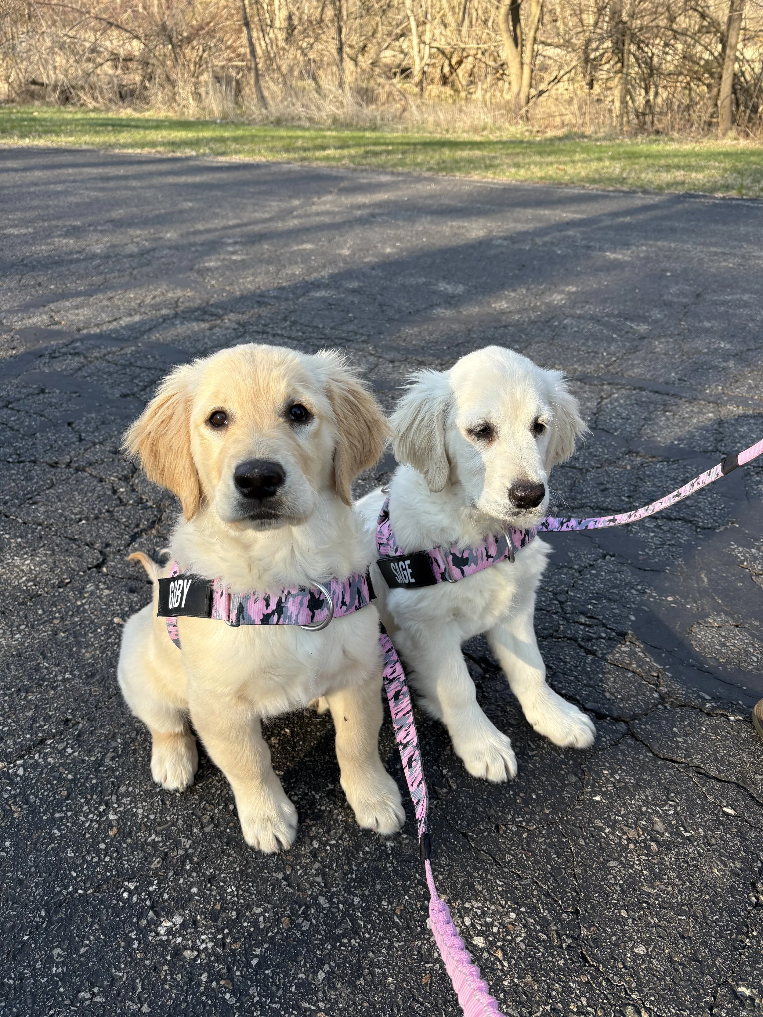 Two adorable golden retriever puppies sitting on an asphalt path during daytime, wearing matching pink camouflage harnesses with name tags, one labeled GIBY and the other SAGE. Background includes leafless trees and some green grass.