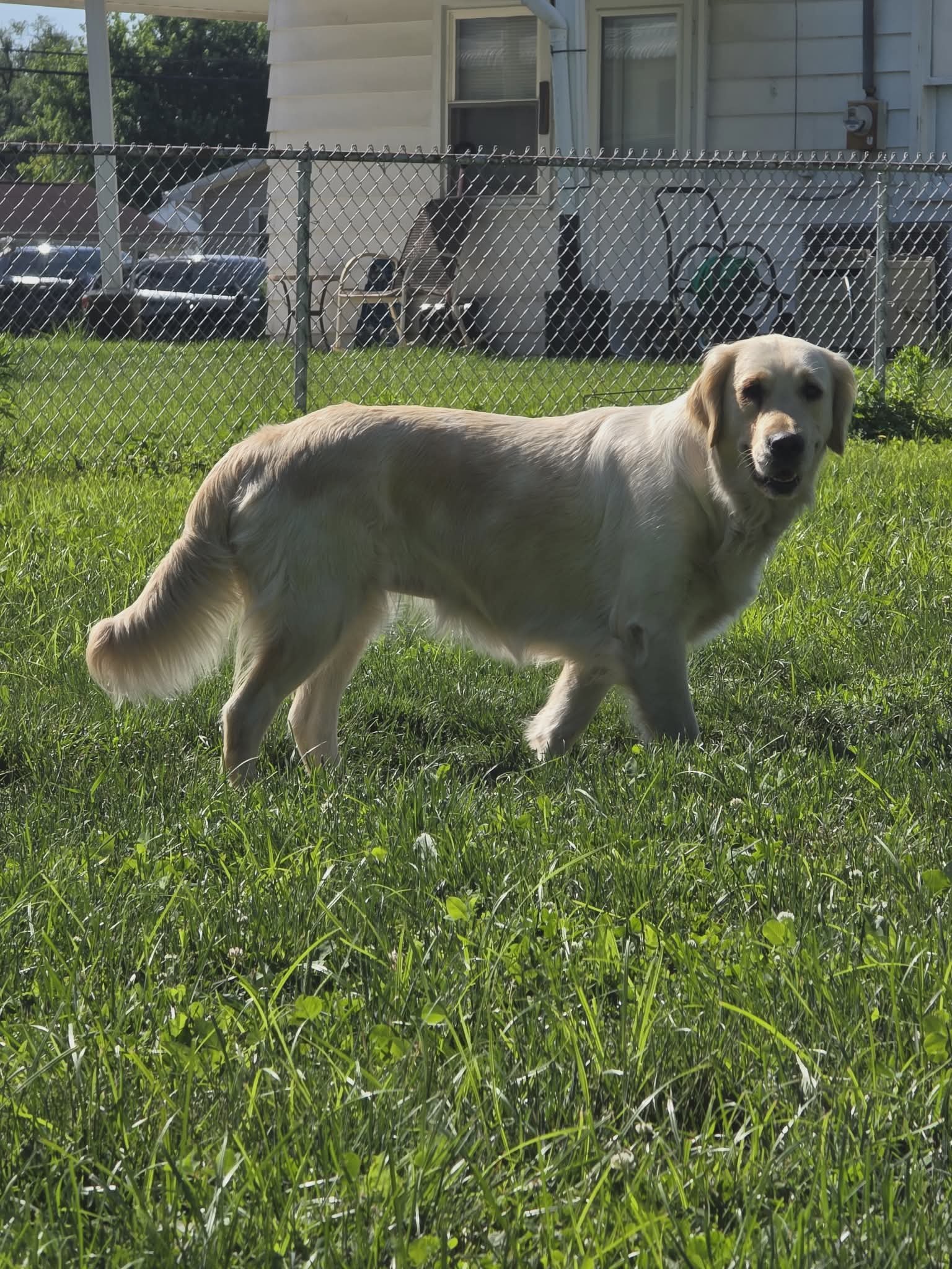 A cream golden retriever walking on green grass in a backyard, with a chain-link fence, parked cars, and the side of a house in the background.
