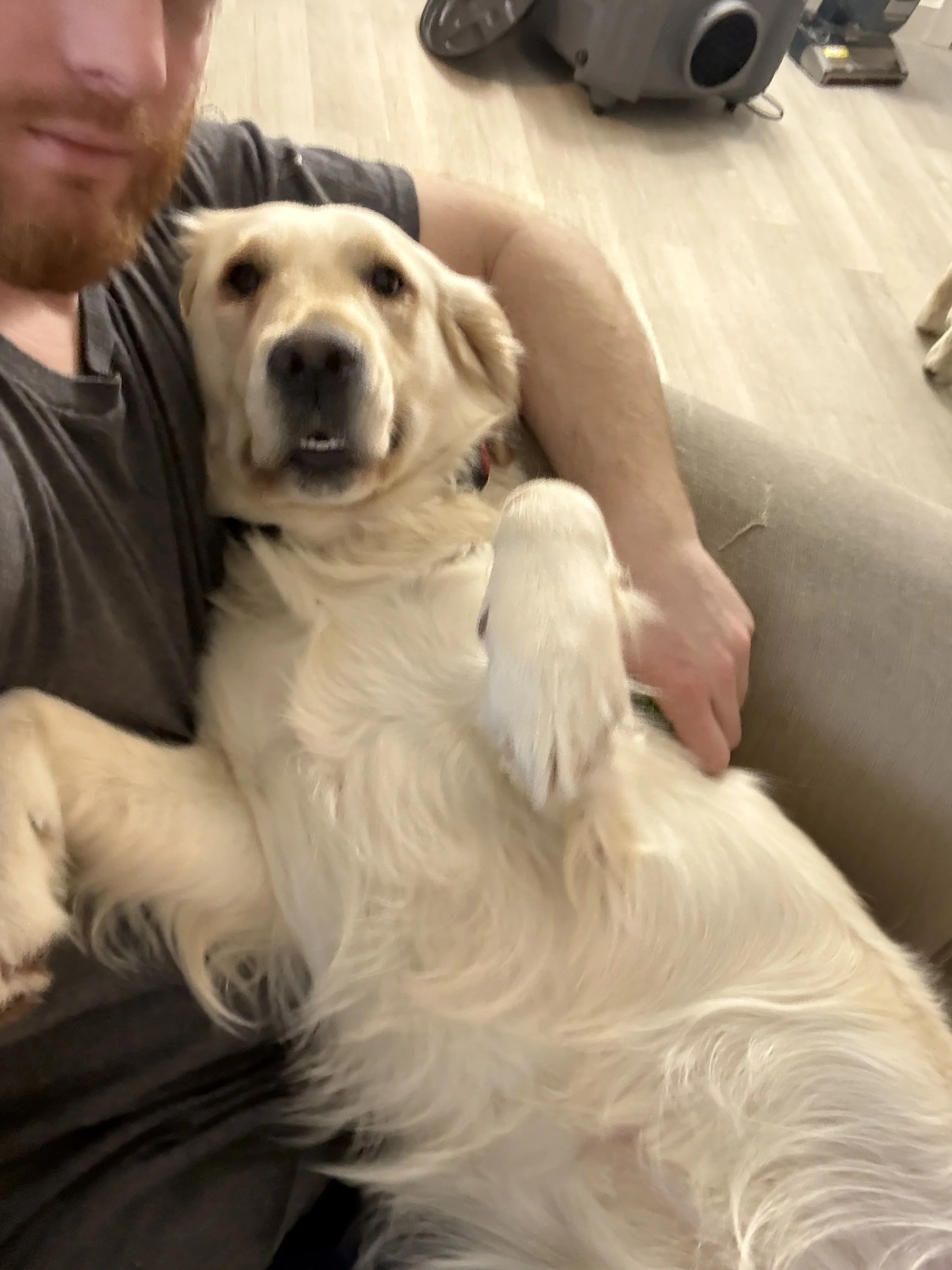A man with a beard sitting on a couch with a yellow retriever lying on its back, looking directly at the camera. The dog is relaxed with a paw up, and the man is smiling slightly.
