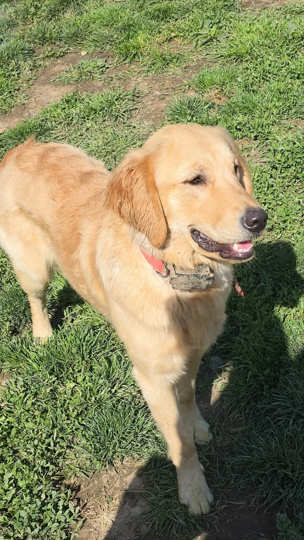 Golden retriever dog standing on grass with a happy expression, mouth slightly open, shadow and bright sunlight visible.