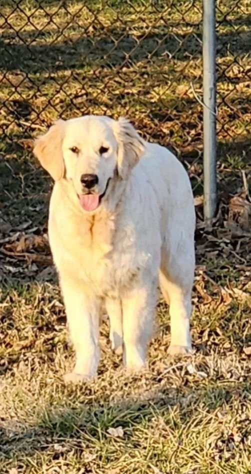 A white retriever puppy standing outdoors near a chain-link fence, surrounded by fallen leaves and grass.