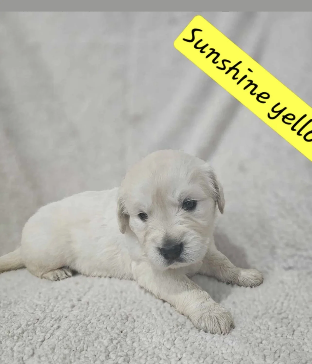 A small, cream-colored puppy lying on a light-colored surface with a light background. A yellow banner with black text reading "Sunshine yello" is in the top right corner.