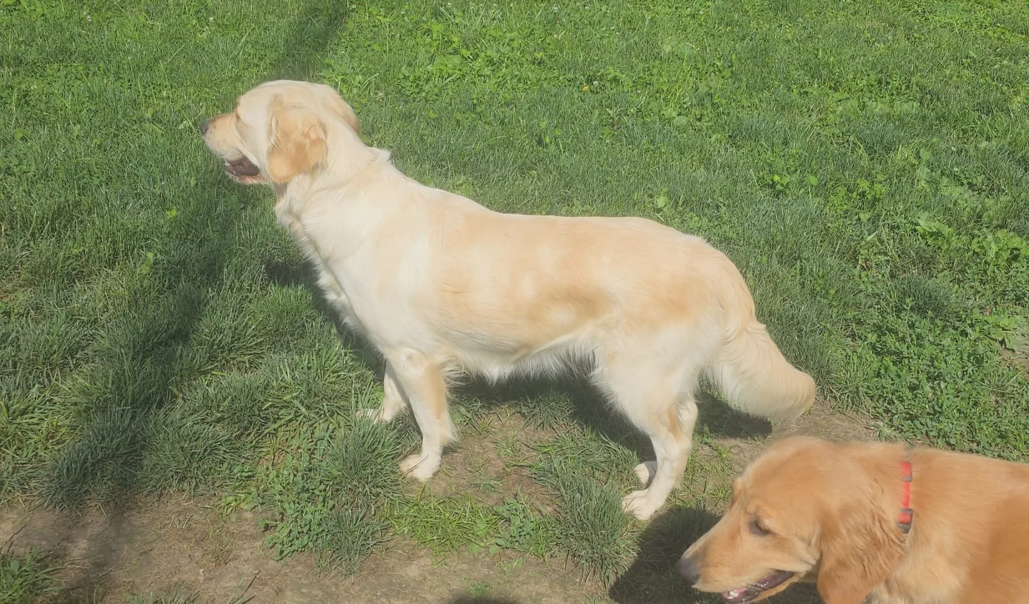 A Golden Retriever dog sitting on grass next to another dog, with greenery in the background.