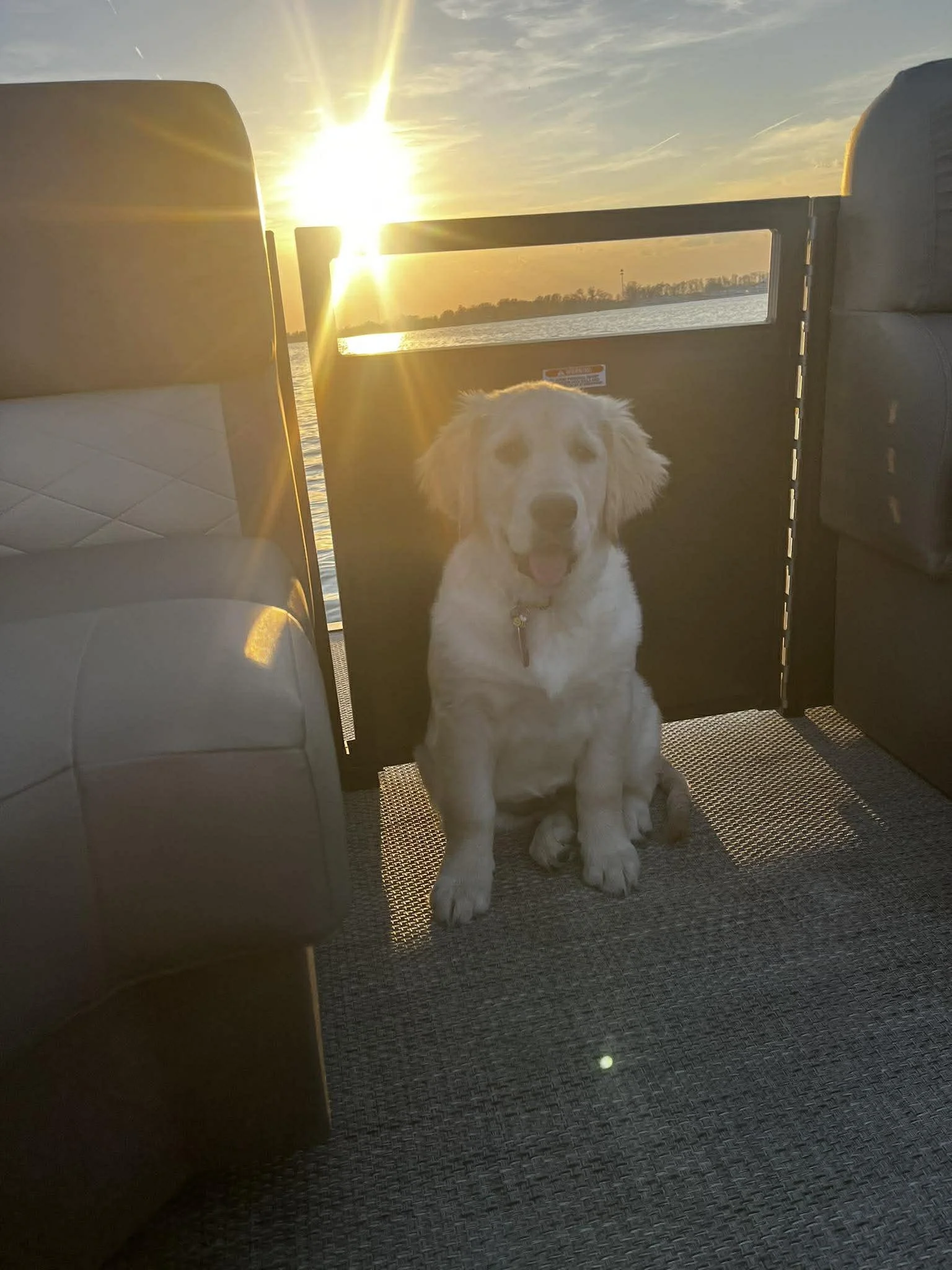 A golden retriever puppy sitting on a boat with a sunset in the background, water, and trees visible through the open back of the boat.