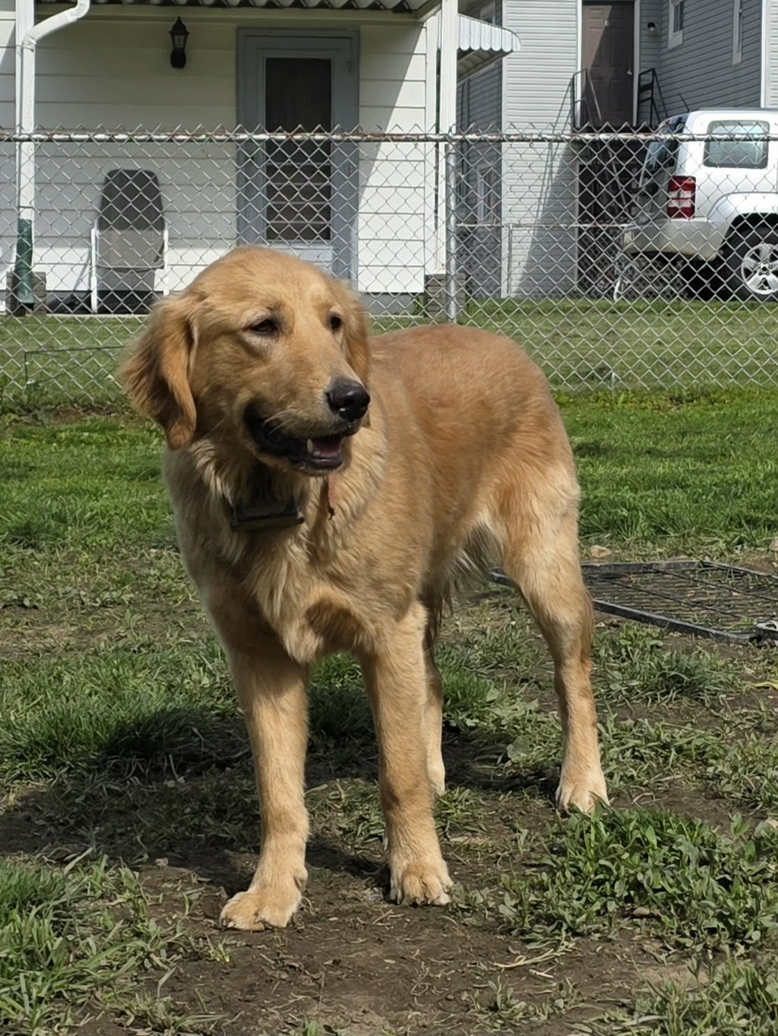 A golden retriever dog standing on grass in a backyard with a chain-link fence, houses, a white truck, and a chair in the background.