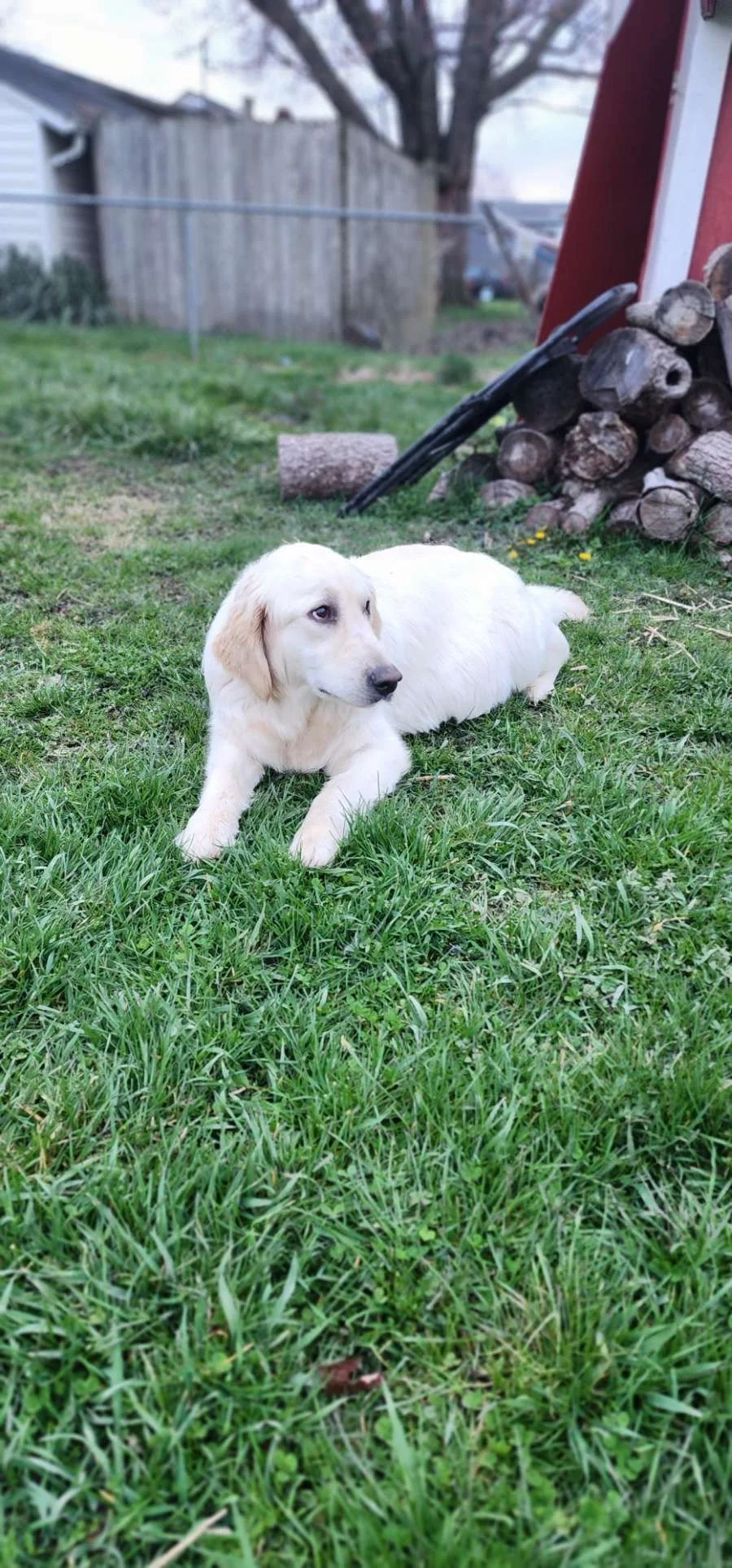 A cream-colored puppy lying on green grass in a backyard with a wooden fence, a tree, and a stack of chopped firewood in the background.
