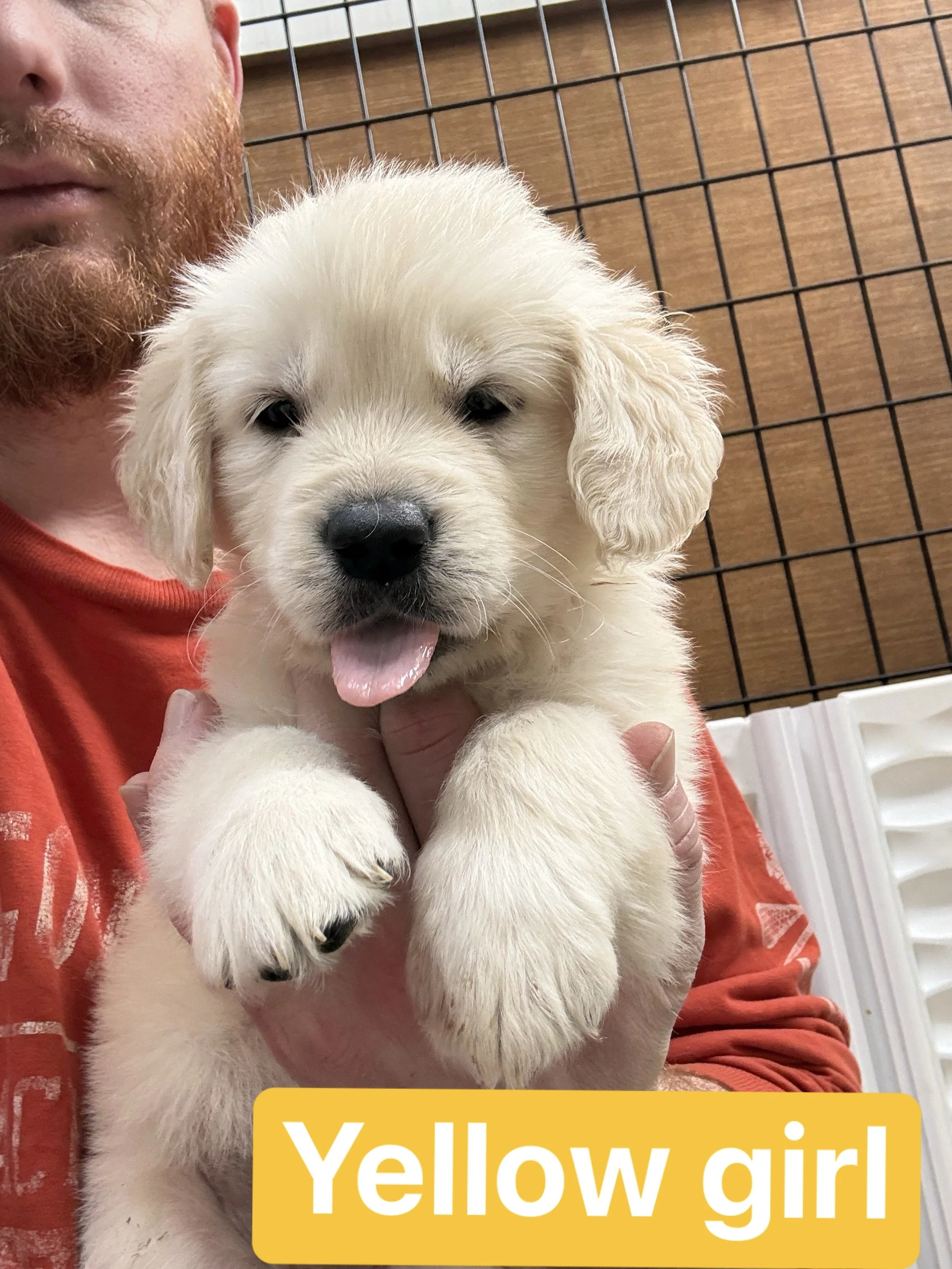 A person holding a yellow Labrador Retriever puppy with a white coat, in front of a wooden and wire background. The puppy has a black nose and dark eyes. Yellow girl text overlay on the image.