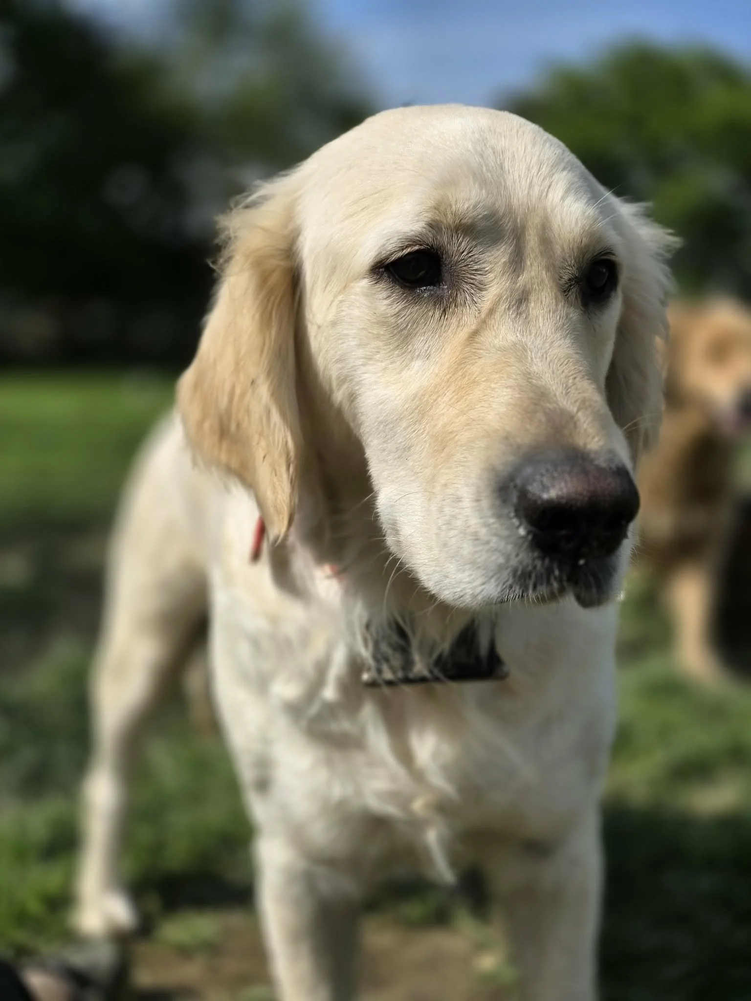 Close-up of a yellow Labrador Retriever dog standing outdoors in a grassy area with trees in the background.