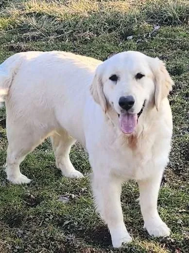 Happy golden retriever dog standing on grass outdoors, facing the camera.