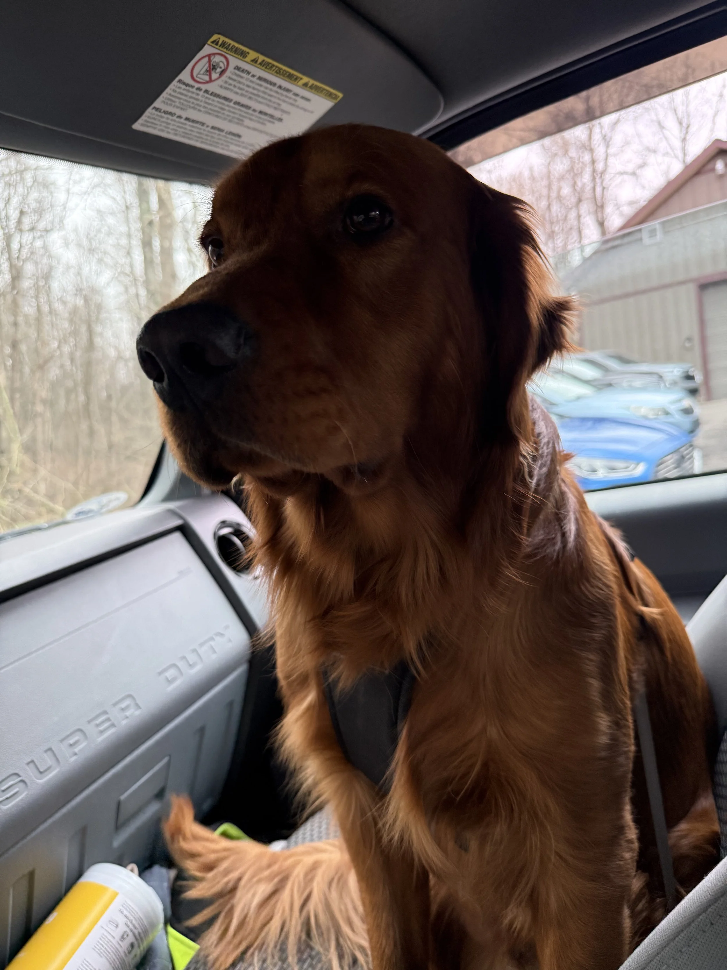 A brown dog sitting inside a vehicle, looking out the window with a forested area and parked cars visible outside.