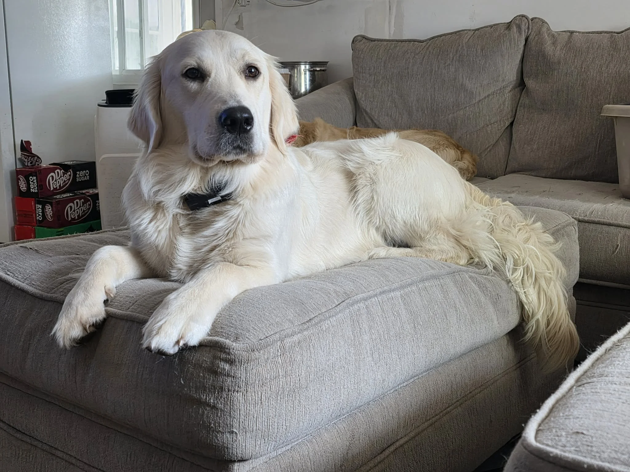 A large cream-colored dog, possibly a Golden Retriever, lying on a gray couch with its head slightly raised and facing forward, with another dog partially visible behind it.