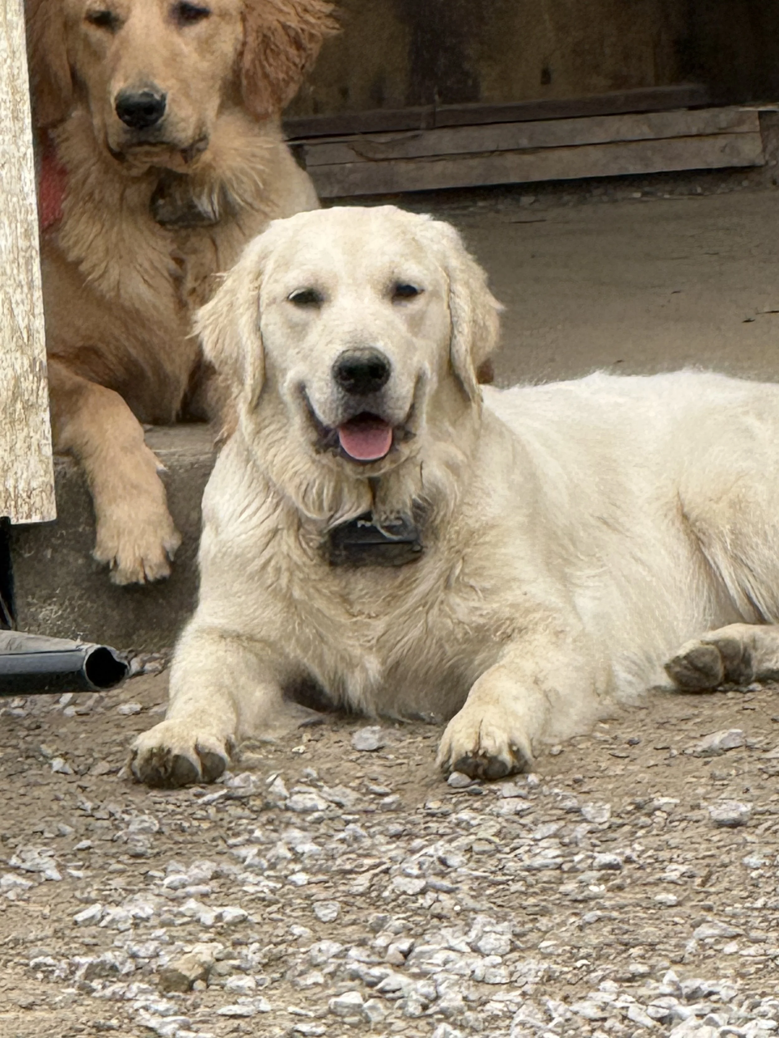 Two dogs, one golden retriever lying down with a joyful expression, and a larger brown dog sitting behind, partially visible in a rustic outdoor setting.