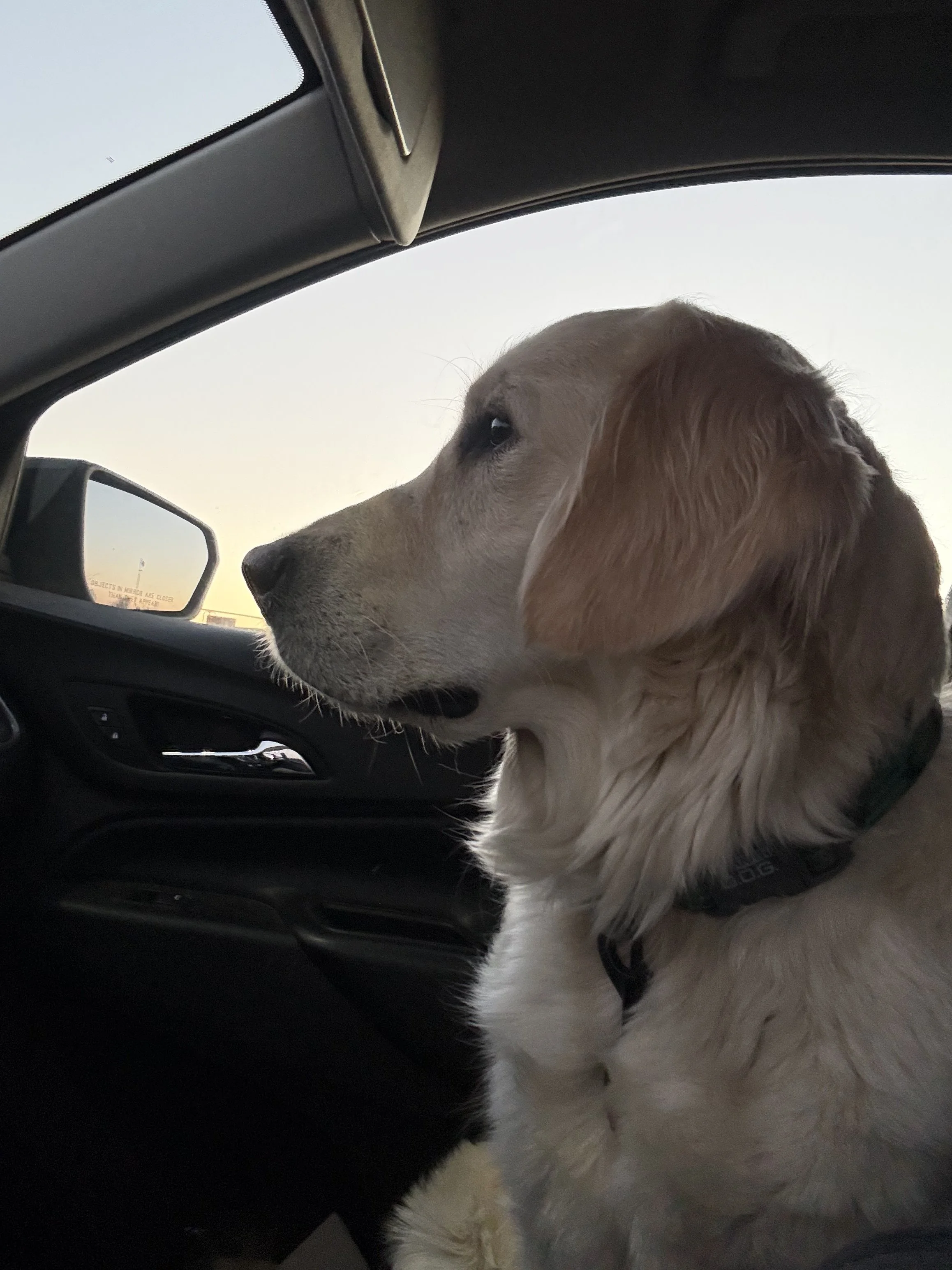 Golden retriever dog sitting in a car looking out the window with a scenic view.