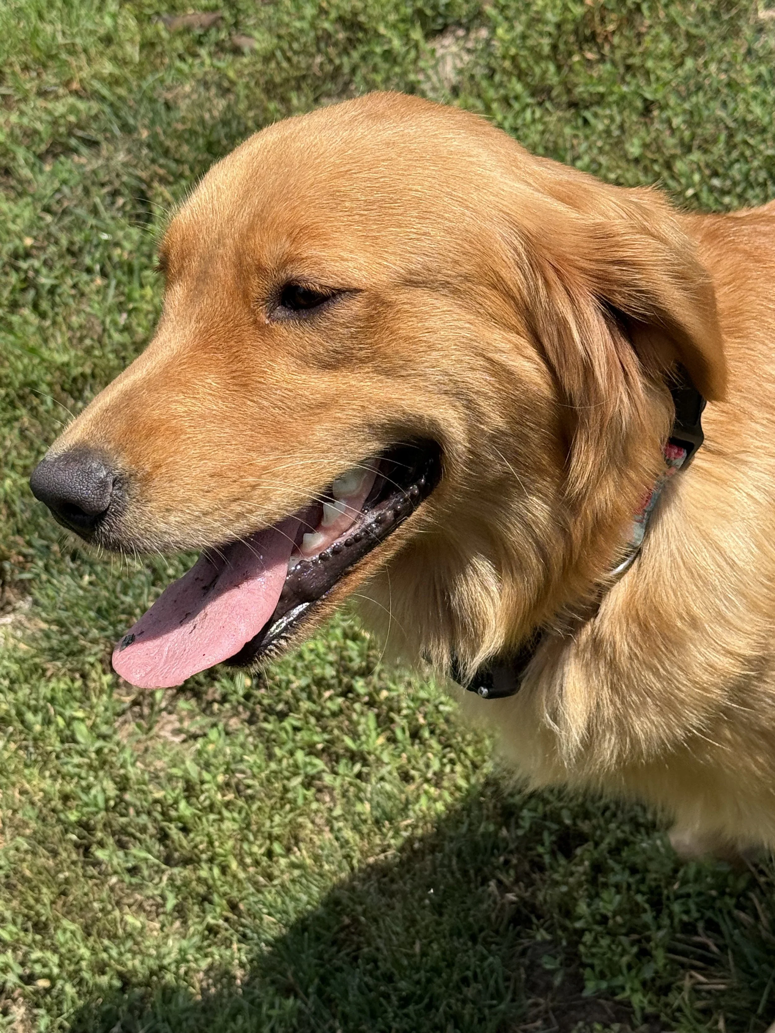 Close-up of a golden retriever dog with its tongue out, standing on grass, wearing a collar.