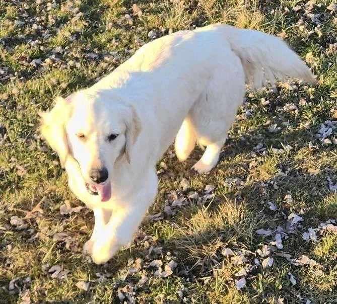 A white dog with floppy ears walking on grass and fallen leaves.