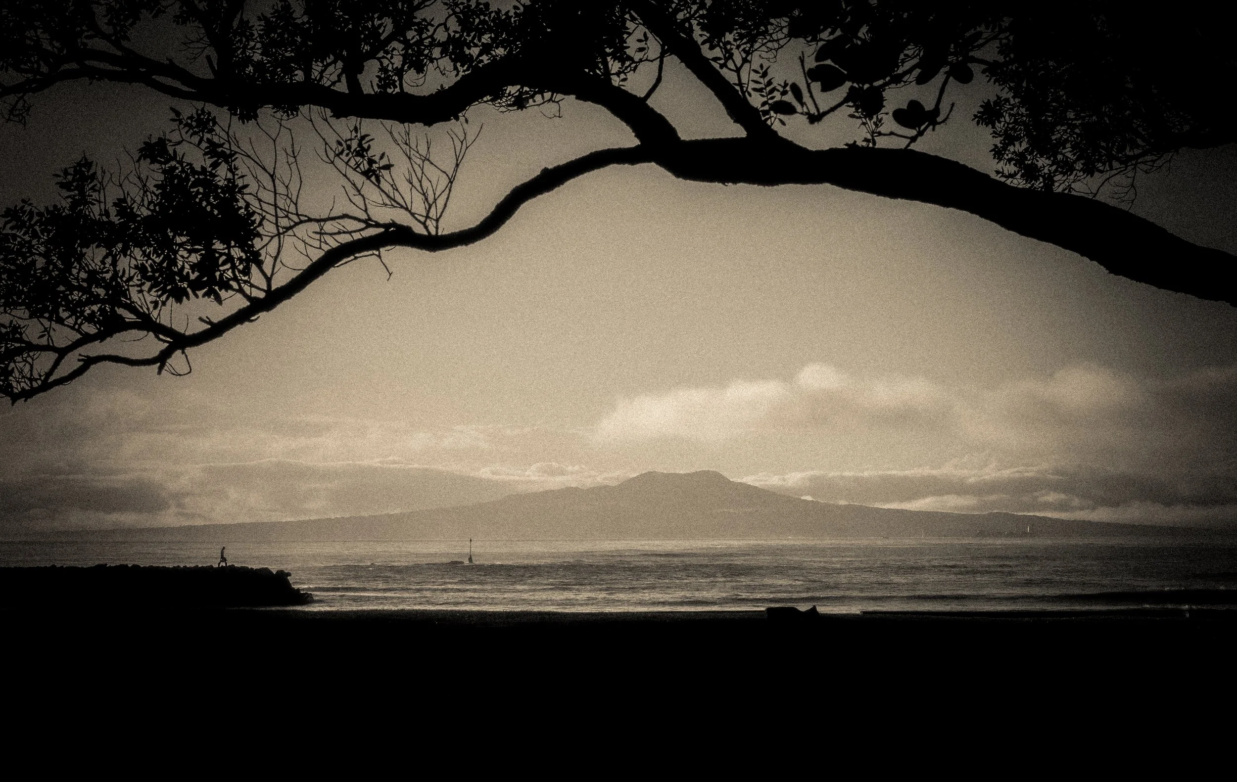 Silhouette of a tree branch over a view of mountains, water, and a cloudy sky during dusk.