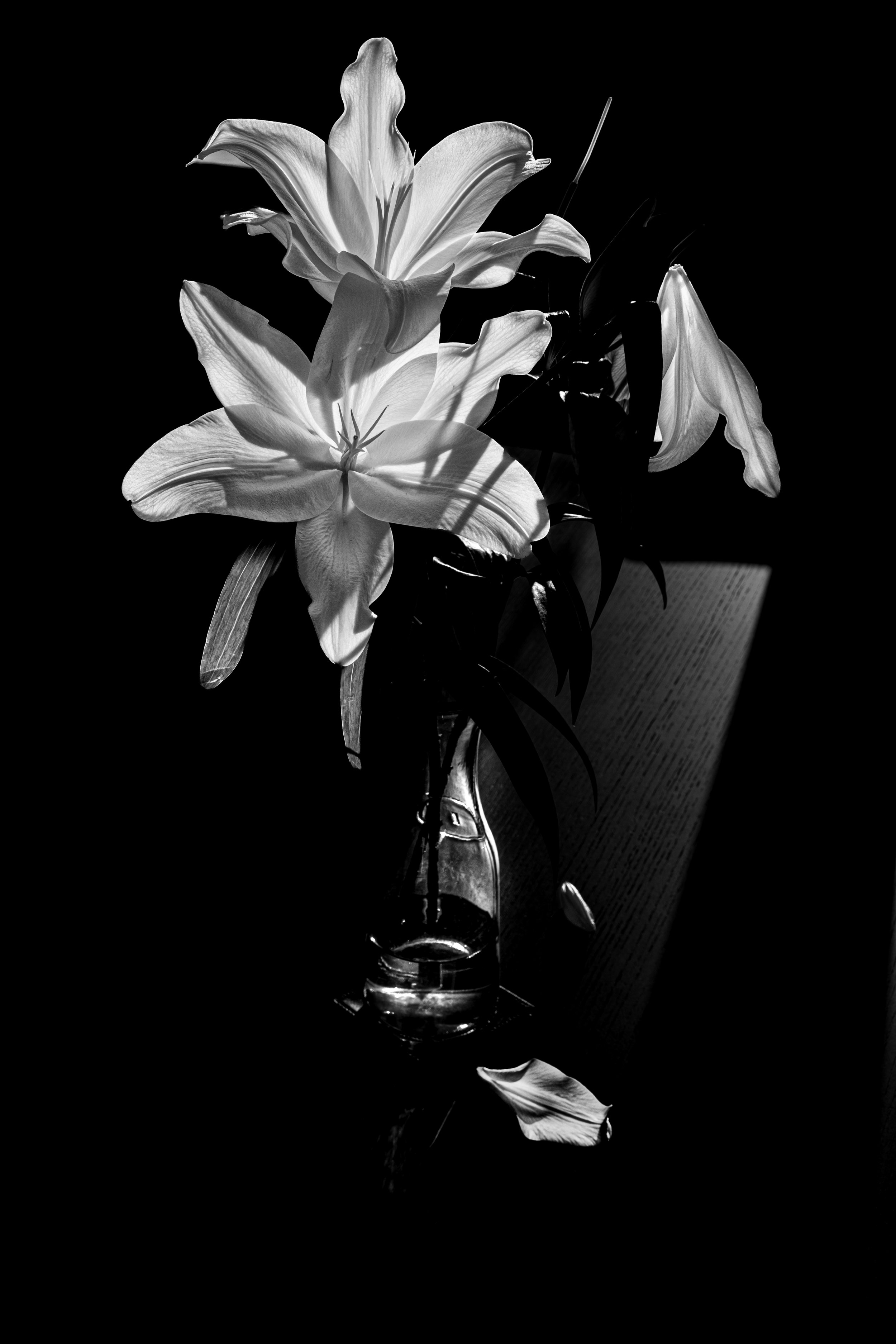 High contrast black and white image of Lillies in a vase sitting atop a table with a stream of sunlight creating a shaft of light which illuminates the subject