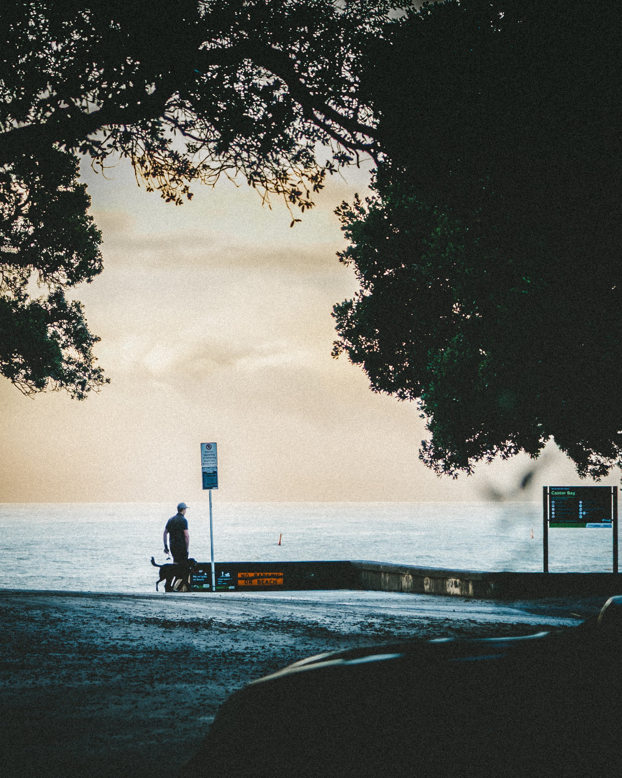 A person walking a dog along a waterfront promenade during sunset, with trees overhead and signs indicating no beach and park information.