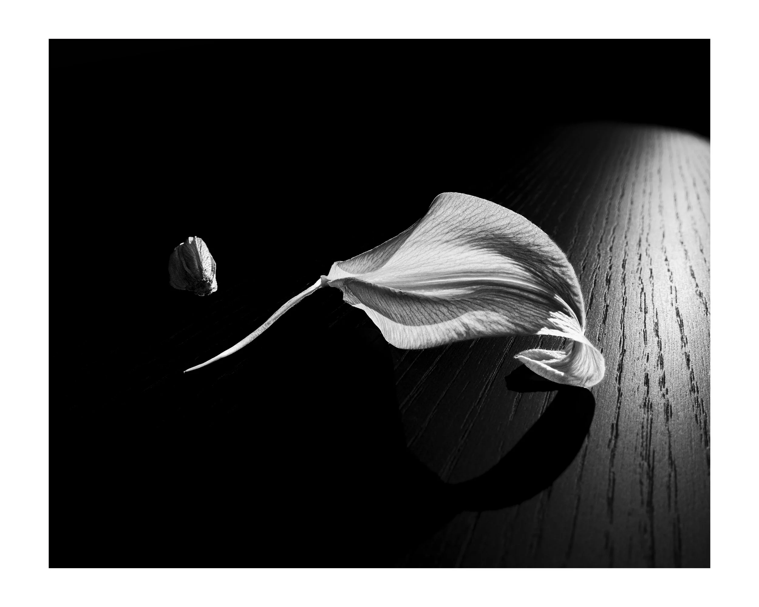 A black and white photograph of a calla lily flower lying on a wooden surface.