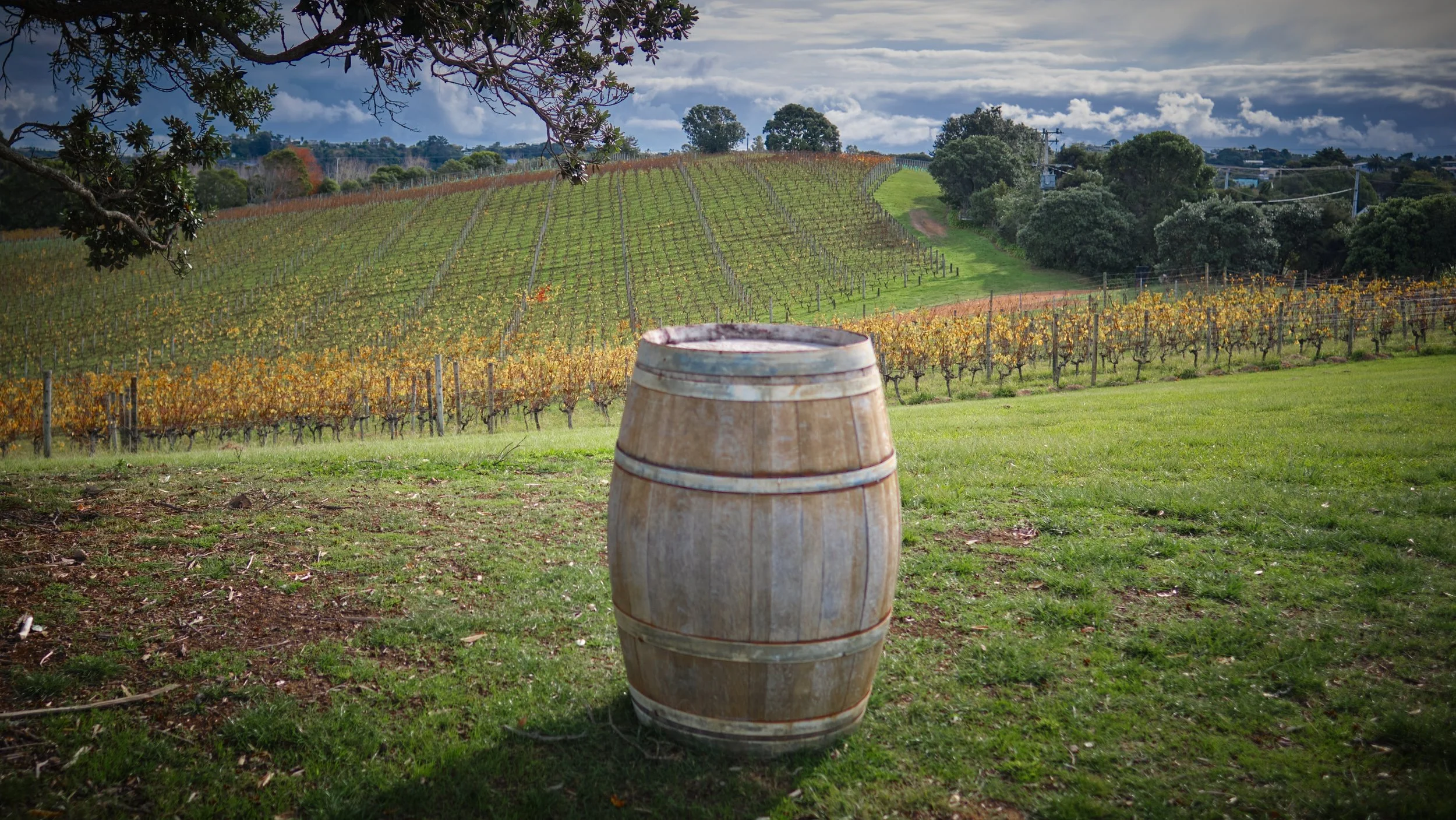 A vineyard with rows of grapevines on a hillside, a cloudy sky overhead, and a wooden barrel in the foreground.