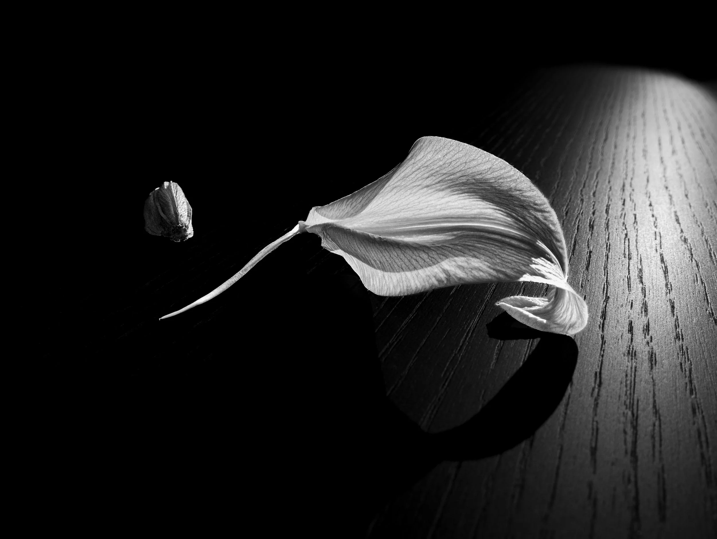 Black and white photograph of a Lilly petal and a flower bud. High key contrast to show the intricate detail in the petal