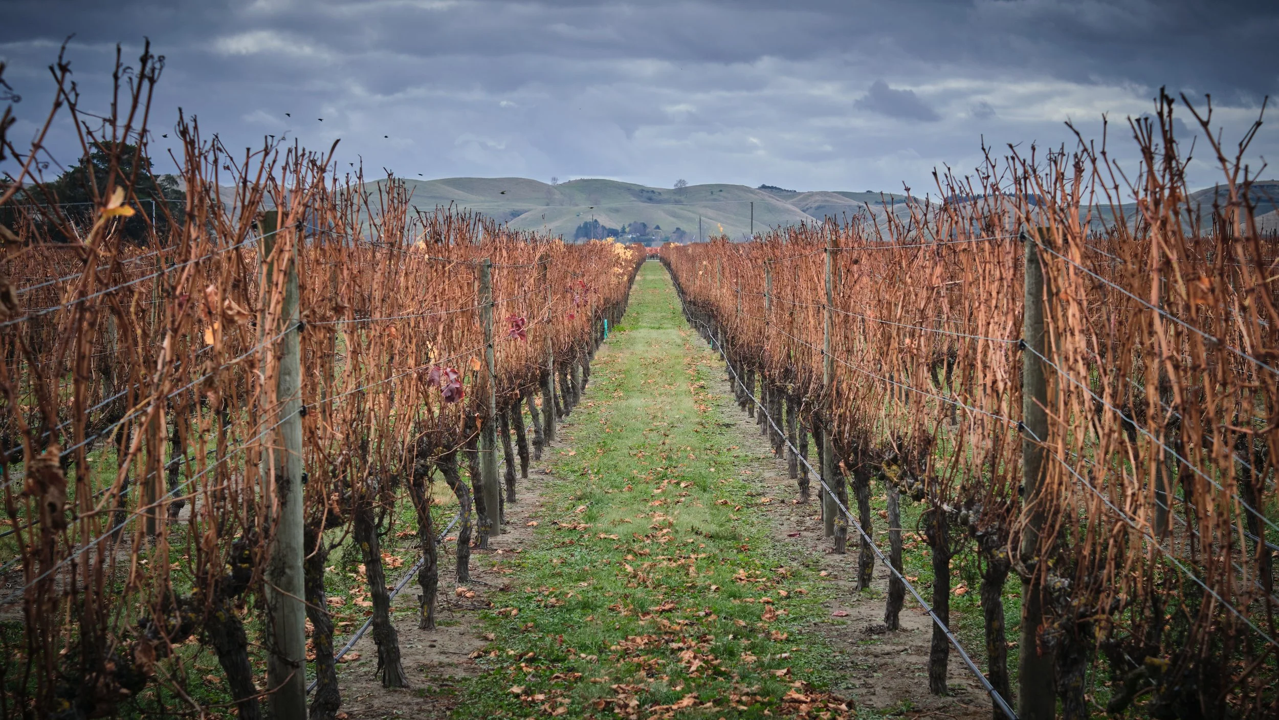 Vineyard with rows of grapevines on a cloudy day, with green hills in the background.