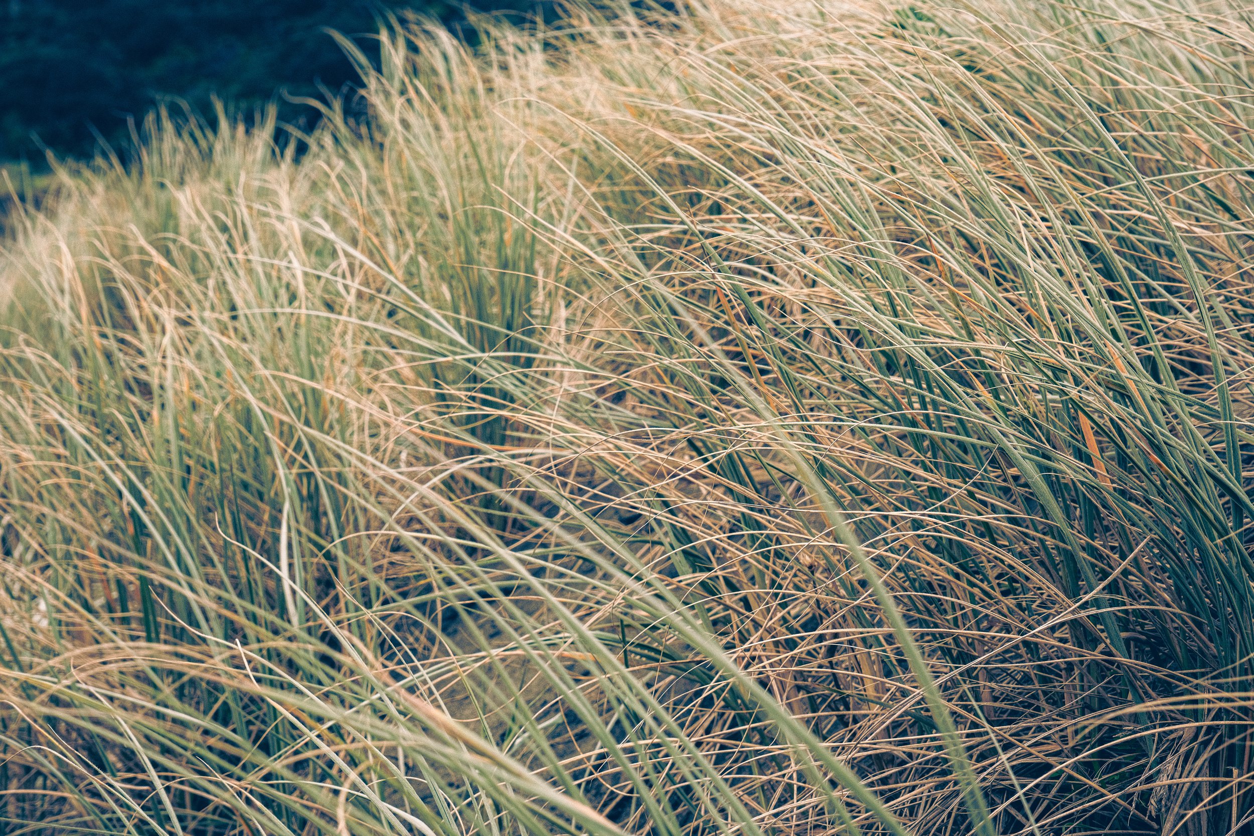 A field of grass with green, tan, and yellow blades, sway in the wind under a clear sky.