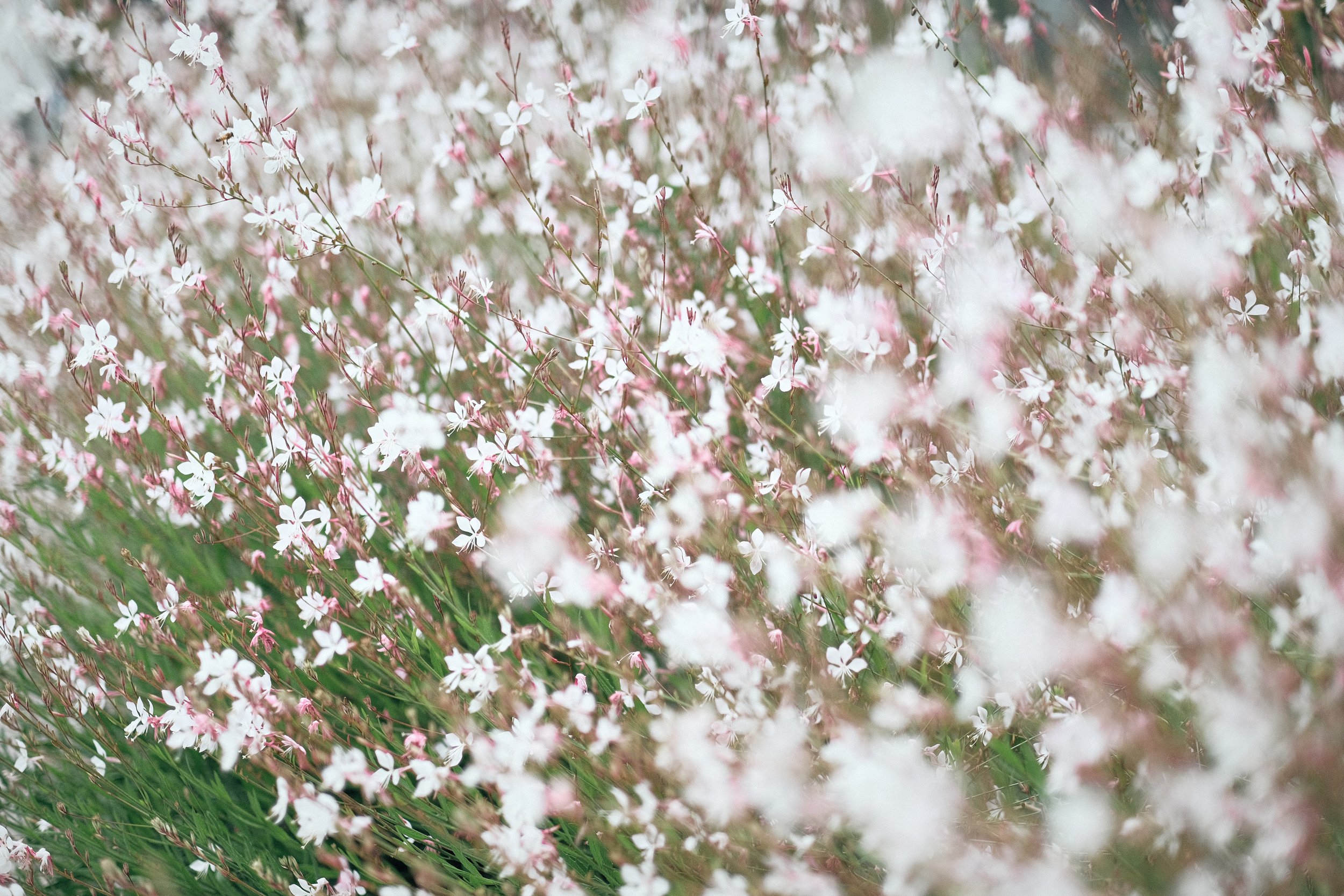 A dense patch of small, white and pink flowers on thin, green stems.