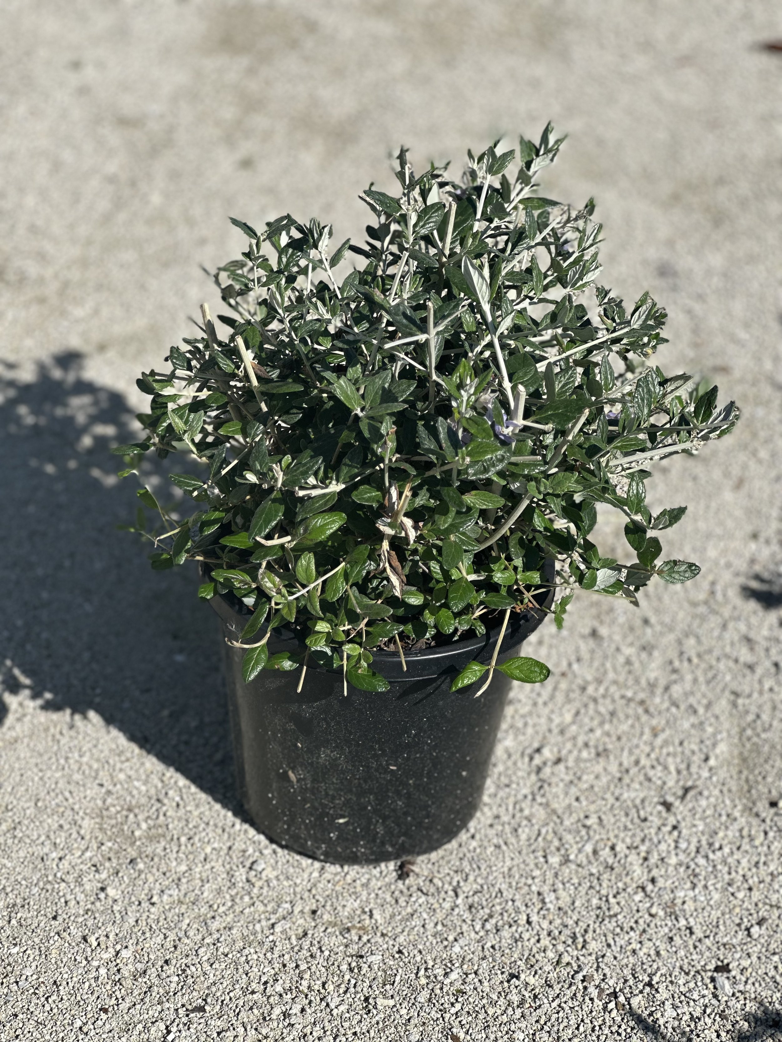 Teucrium plant in black pot clipped into topiary ball shape.