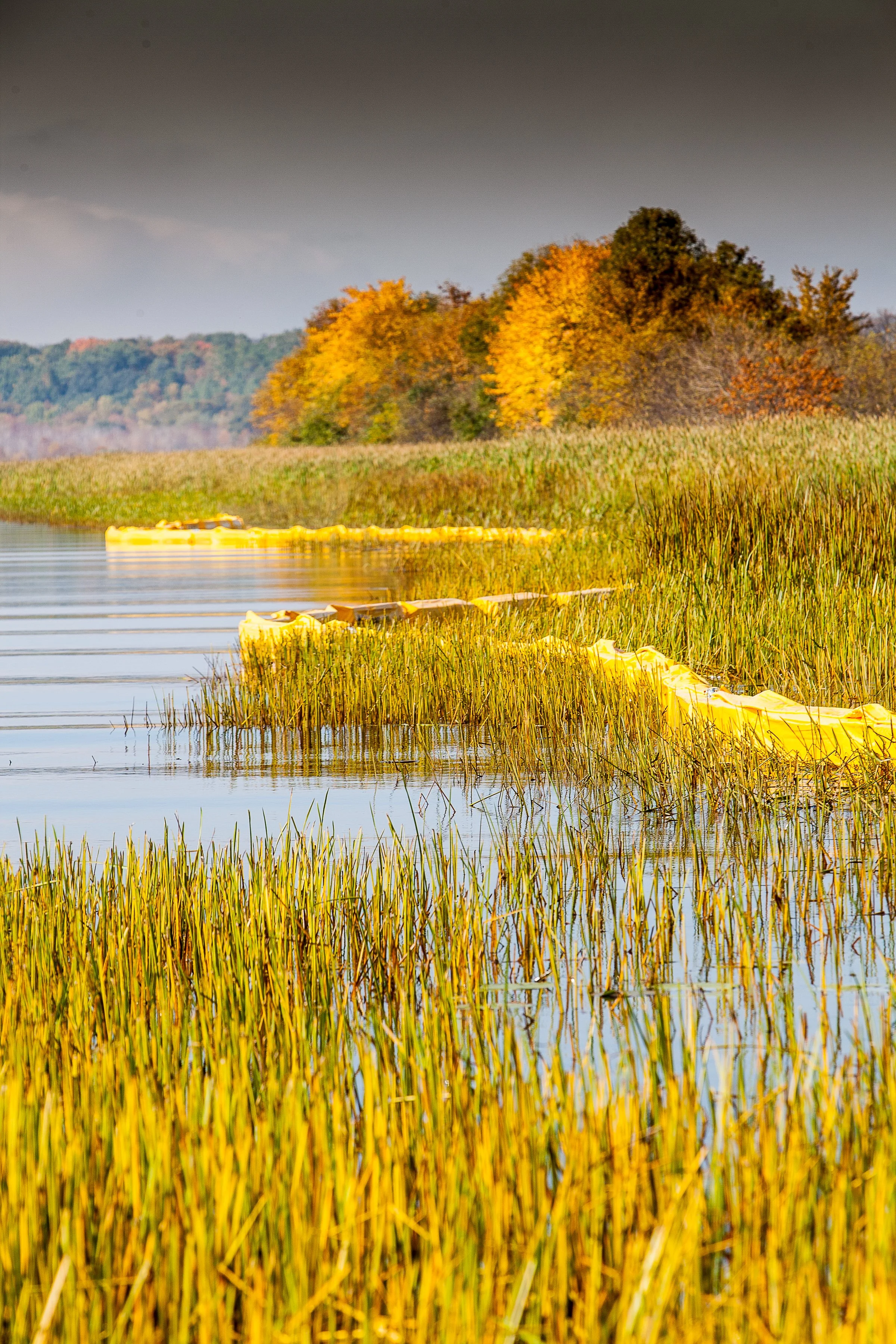 Radio Tower Bay restored the surrounding environment and critical habitat