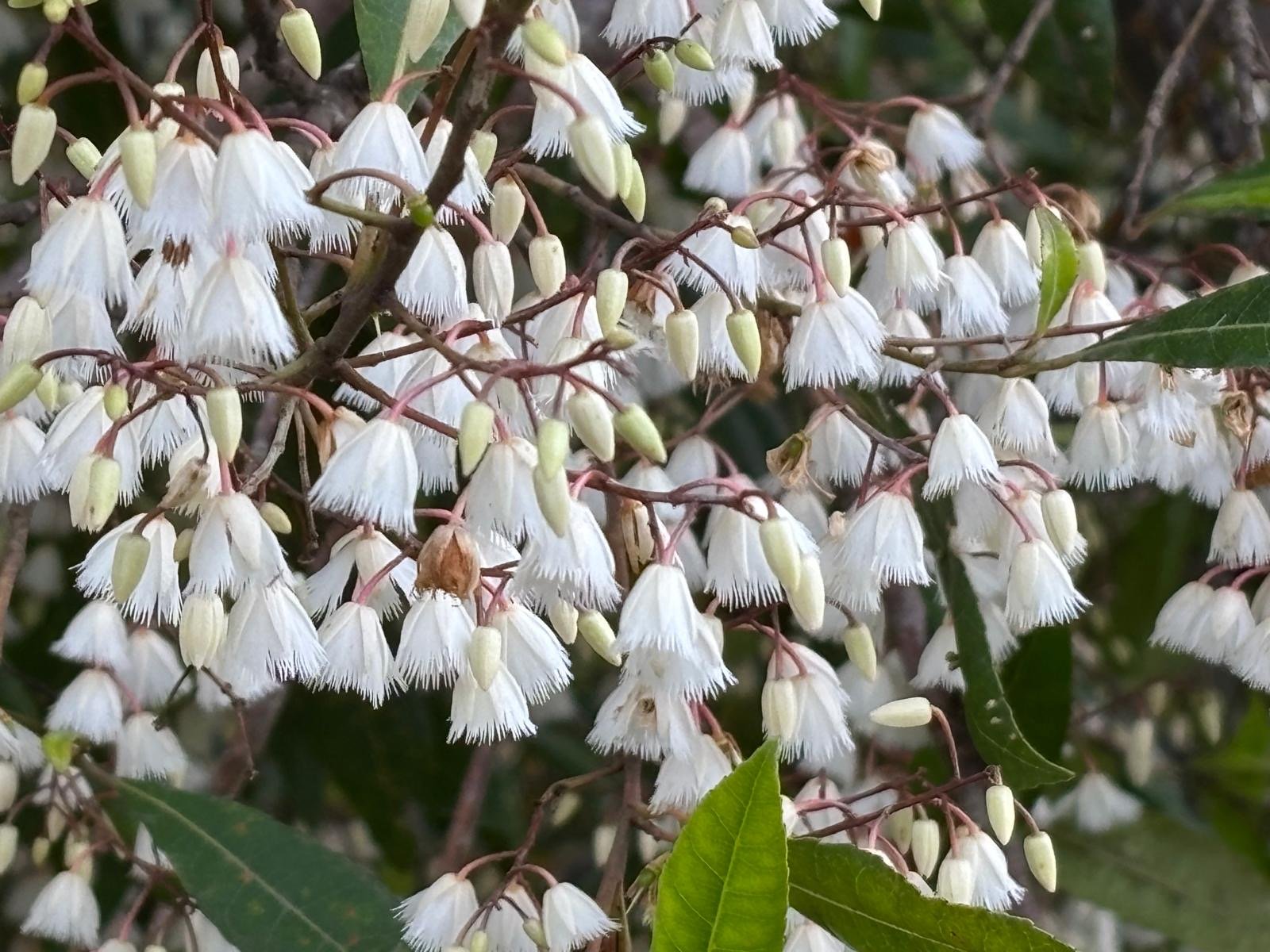 Spring Regeneration Project